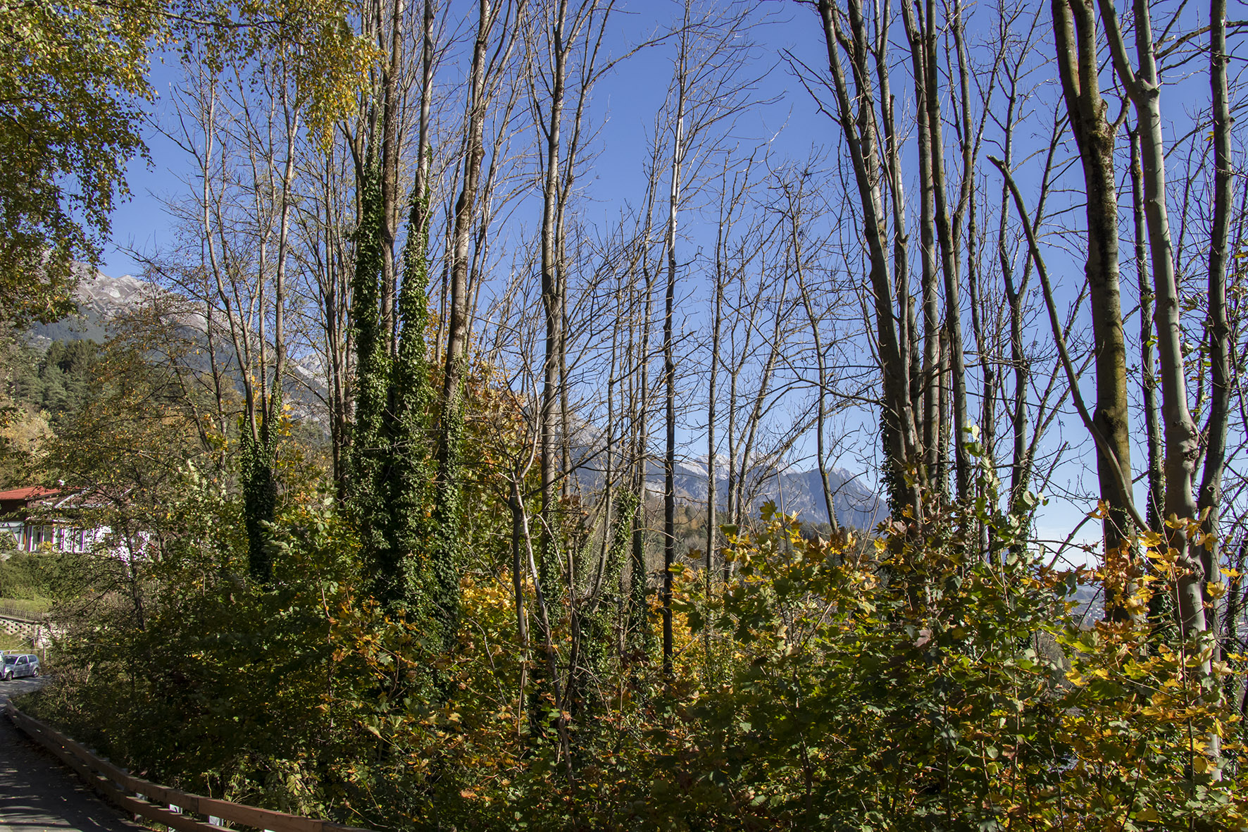 Im Bereich des Gasthauses Höttinger Schießstand kommt es zu Holzschlägerungsarbeiten.