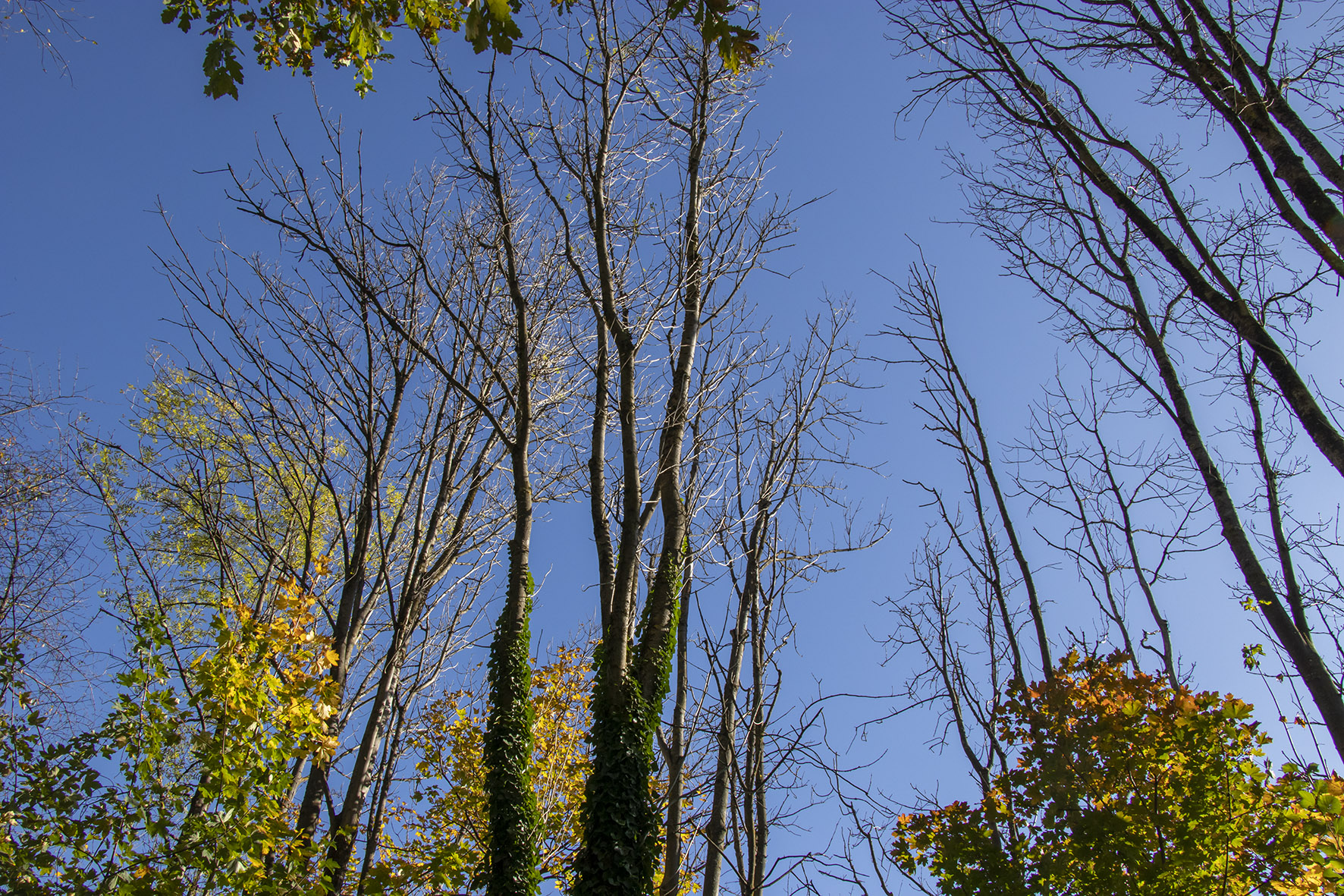 Zum Schutz vor Personen- und Sachschäden ist die Schlägerung der Eschen im Gebiet Schießstandgasse/Schwabeneckweg unumgänglich.