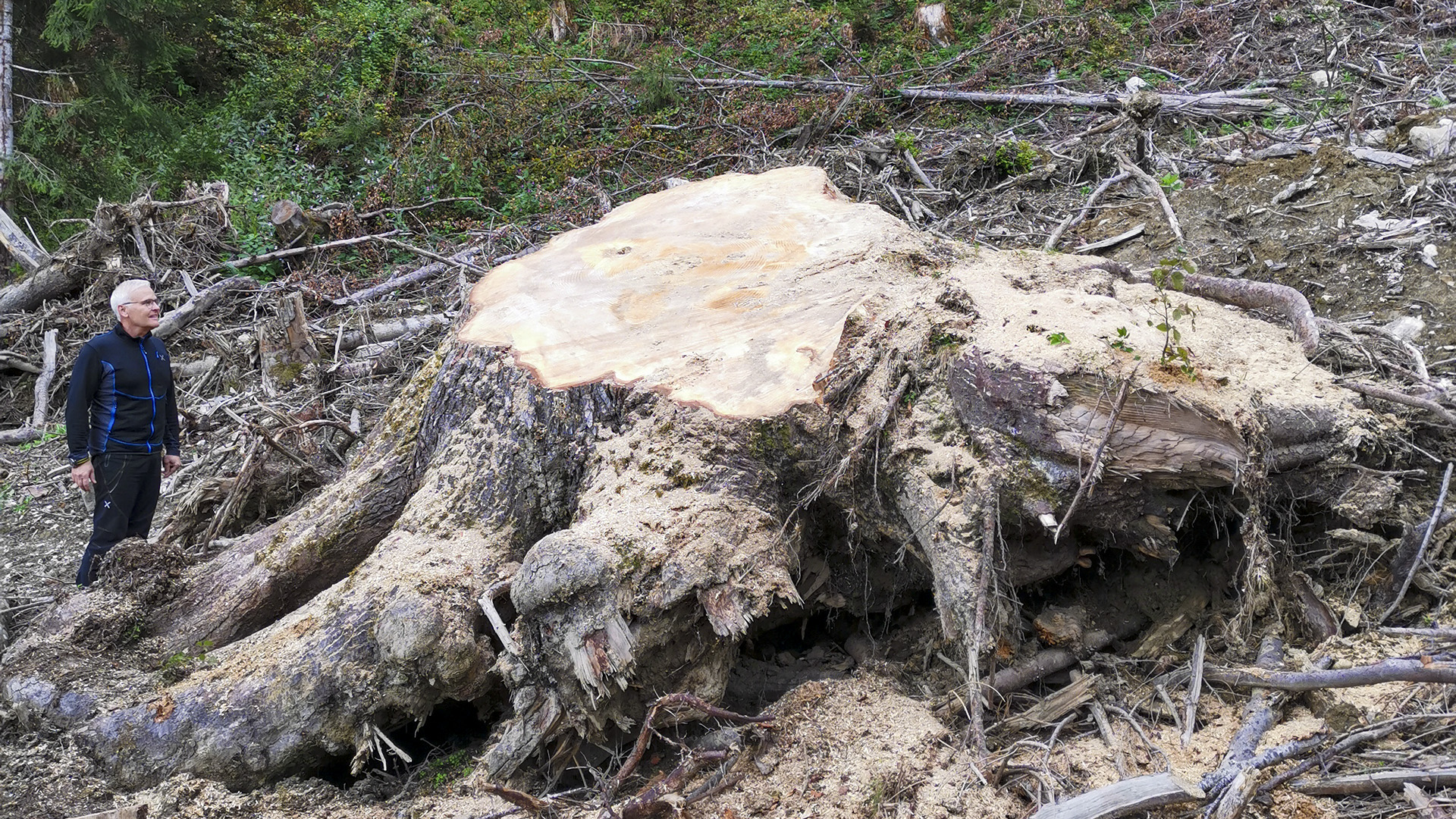 Über 200 Jahre verbrachte die Weißtanne an ihrem Standort auf der Nordkette bevor sie die Staublawine im Jänner 2019 über 400 Meter talabwärts katapultierte.