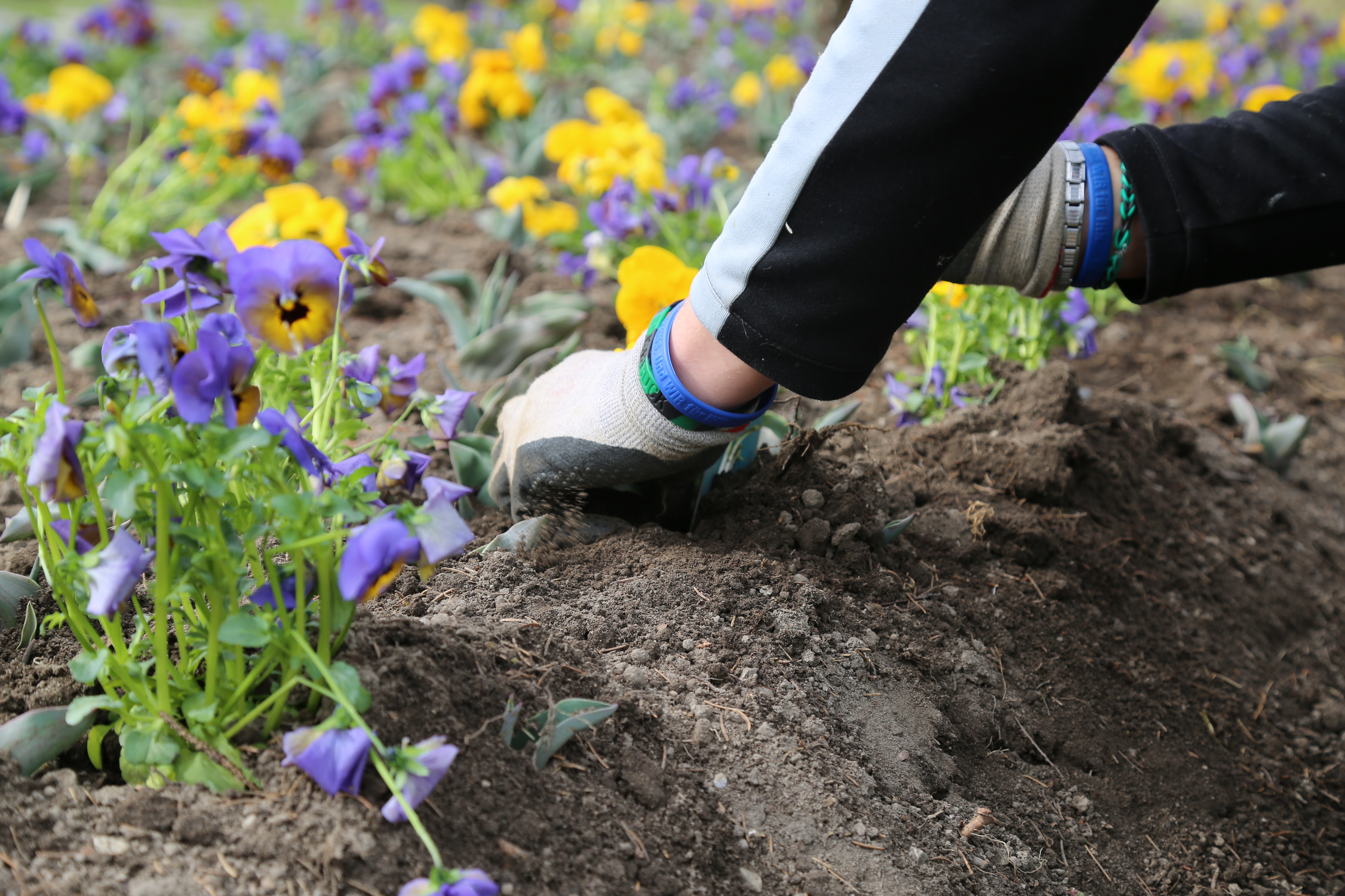 Glyphosat-Verzicht: Das städtische Amt für Grünanlagen jätet Unkraut von Hand.