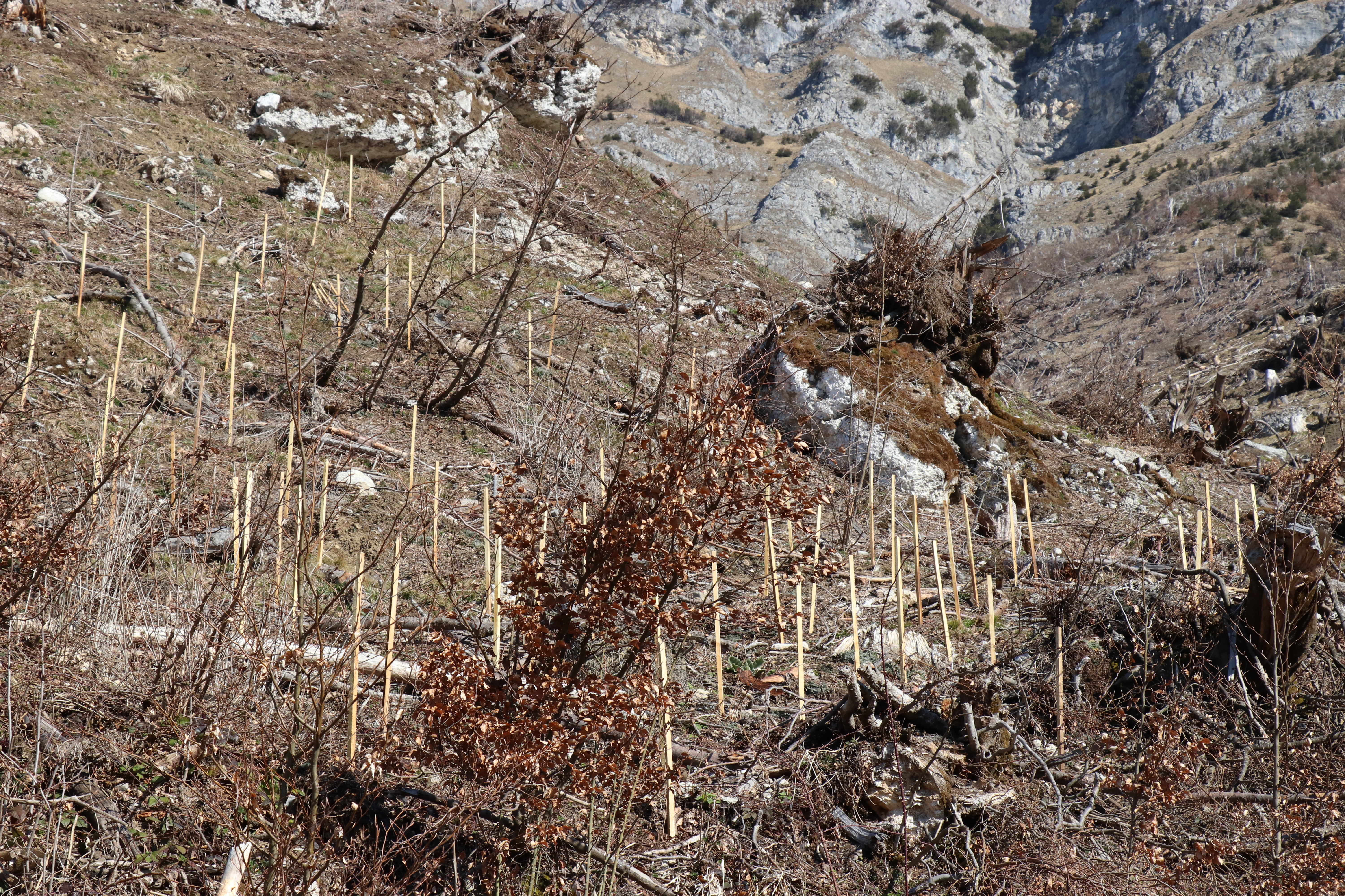 Um den zerstörten Schutzwald so rasch wie möglich wiederherzustellen, werden im April auf einer Fläche von etwa 50.000 Quadratmetern insgesamt 10.000 Bäume gesetzt.