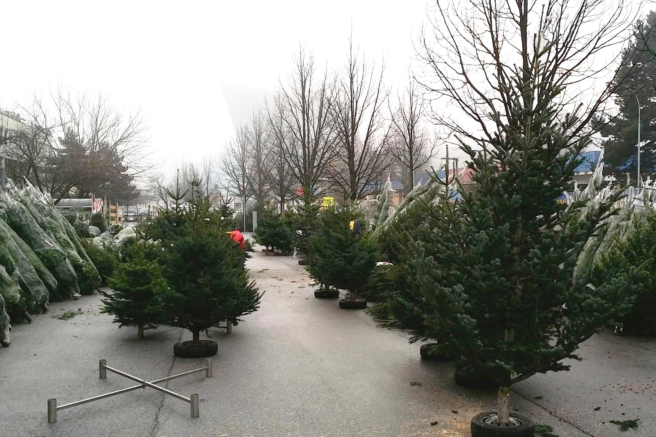 Der städtische Christbaummarkt in der Anton-Eder-Straße ist ab 17. Dezember wieder geöffnet.