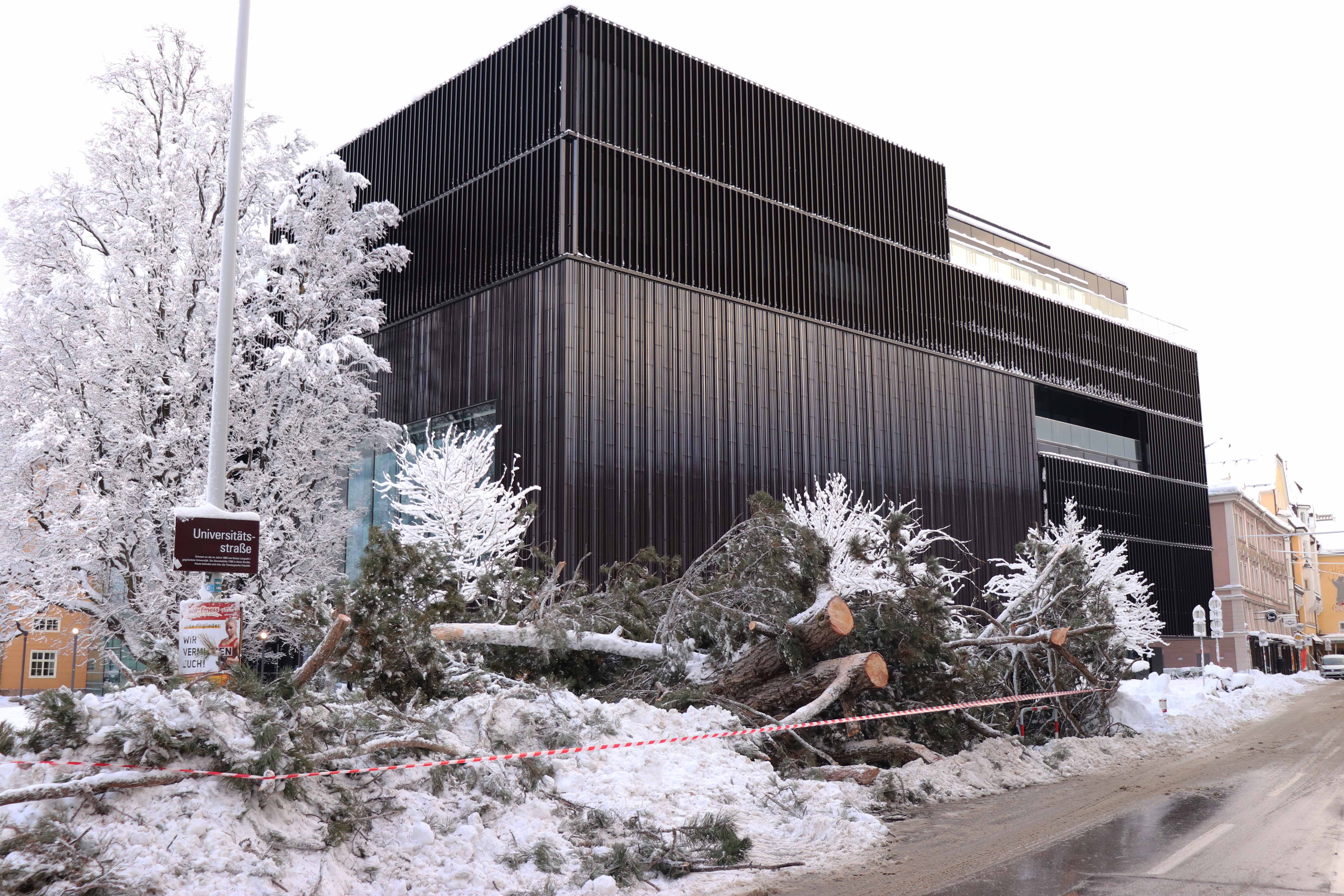 Die Schwarzkiefer vor dem Haus der Musik: Selbst gesunde, stabile Bäume können unter der Schneelast zusammenbrechen.