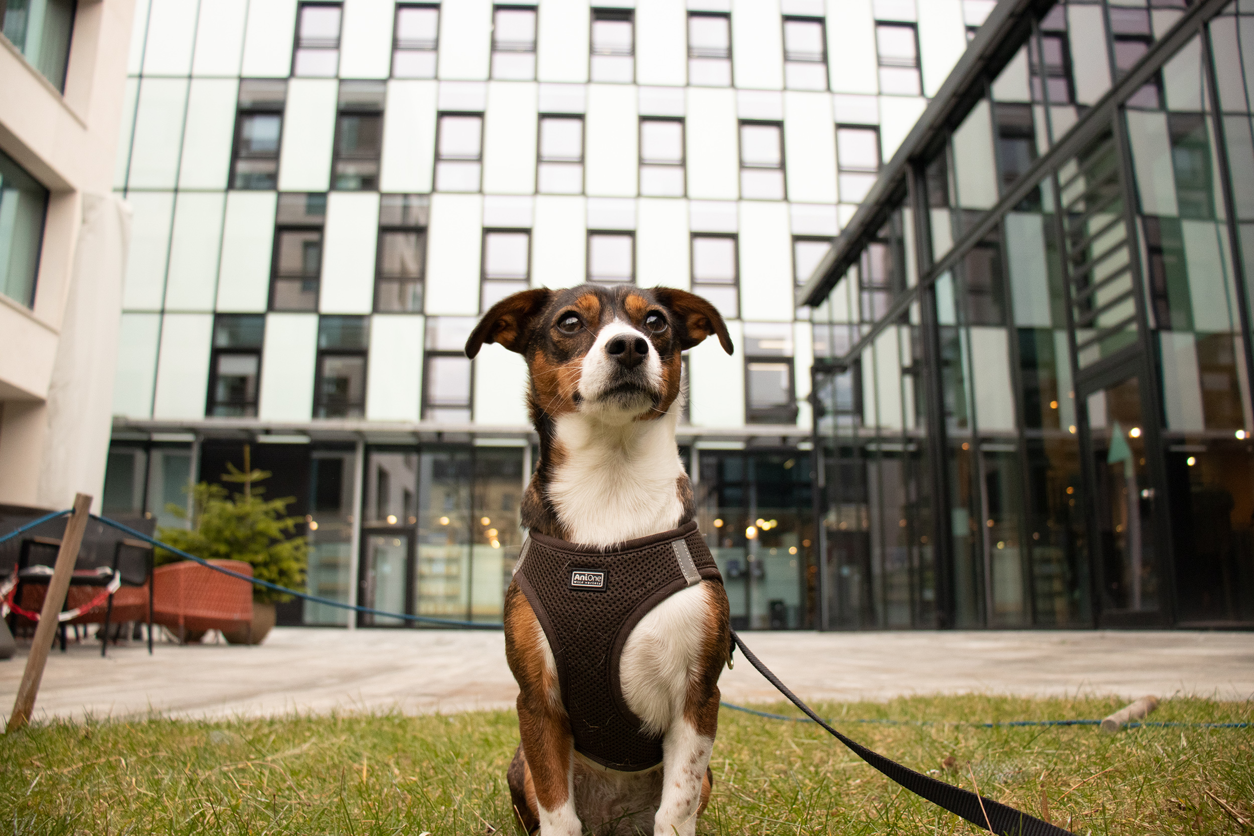 Die Stadt Innsbruck ersucht die HundehalterInnen um Einhaltung der Leinenpflicht und Entsorgung des Hundekots