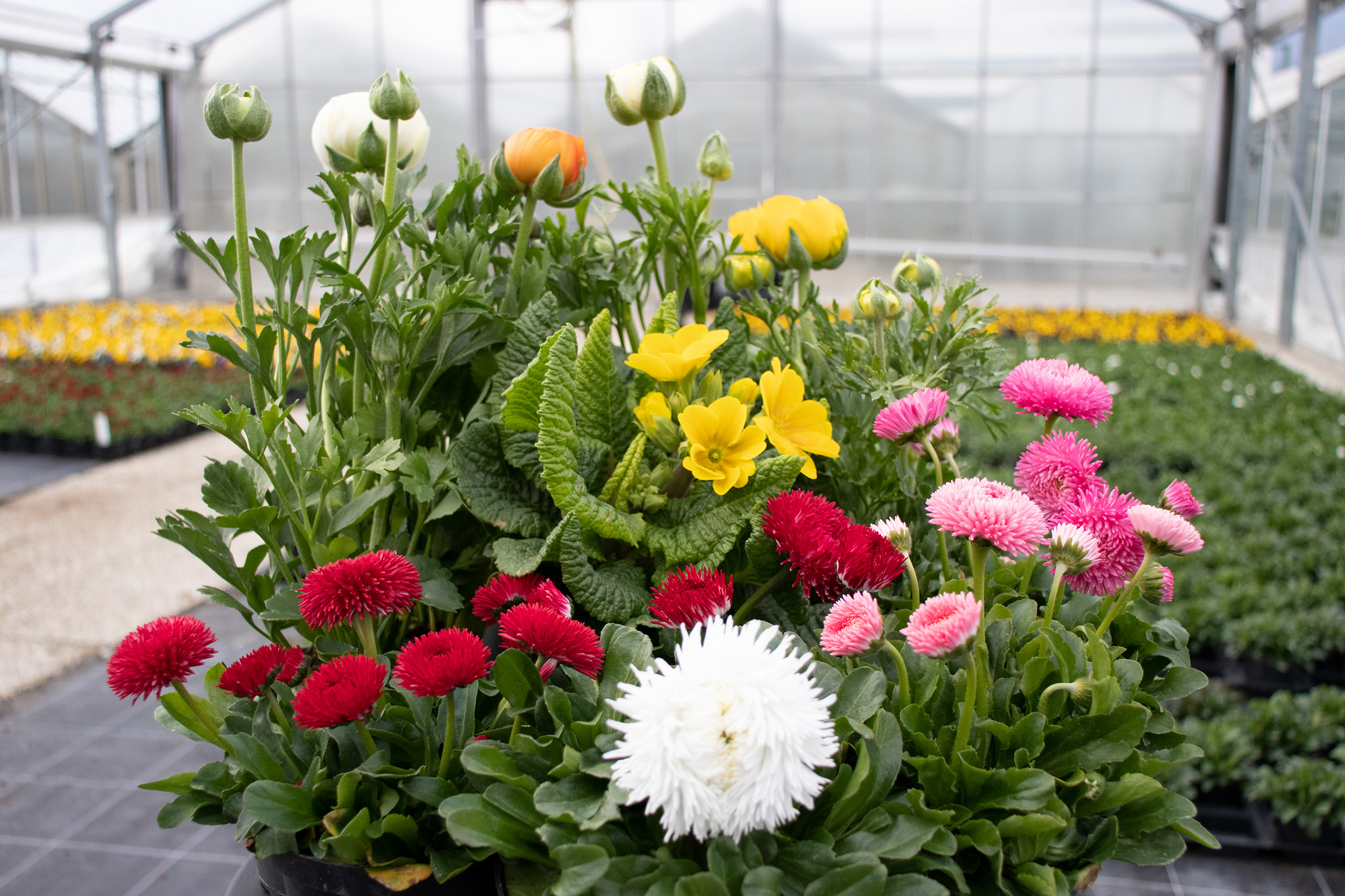 Diese Frühlingsblumen findet man am häufigsten in den städtischen Beeten: Ranunkeln (hinten), rote, rosafarbene und weiße Gänseblümchen (links, rechts und vorne) sowie Primeln (Mitte).