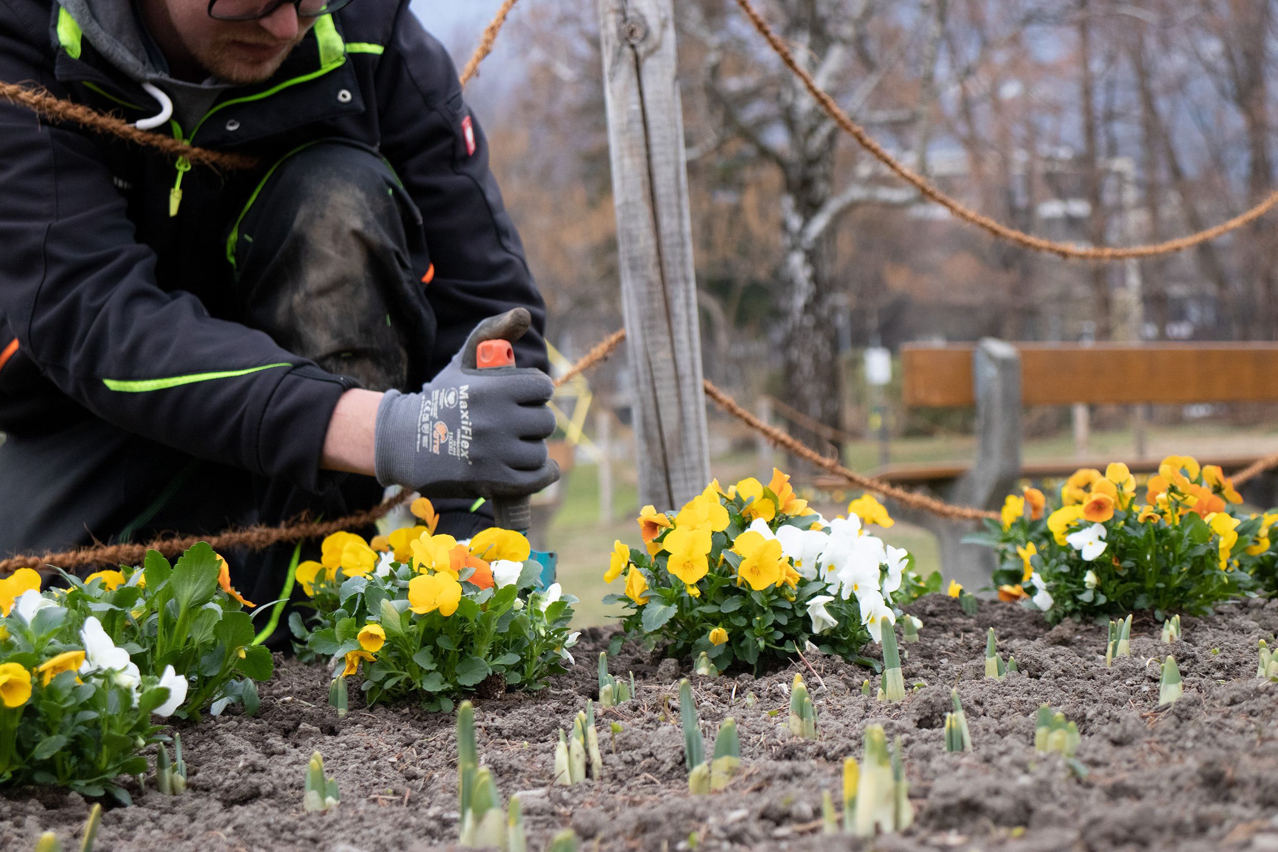 Im Vordergrund sprießen Narzissen und Tulpen, umrahmt von Violen.