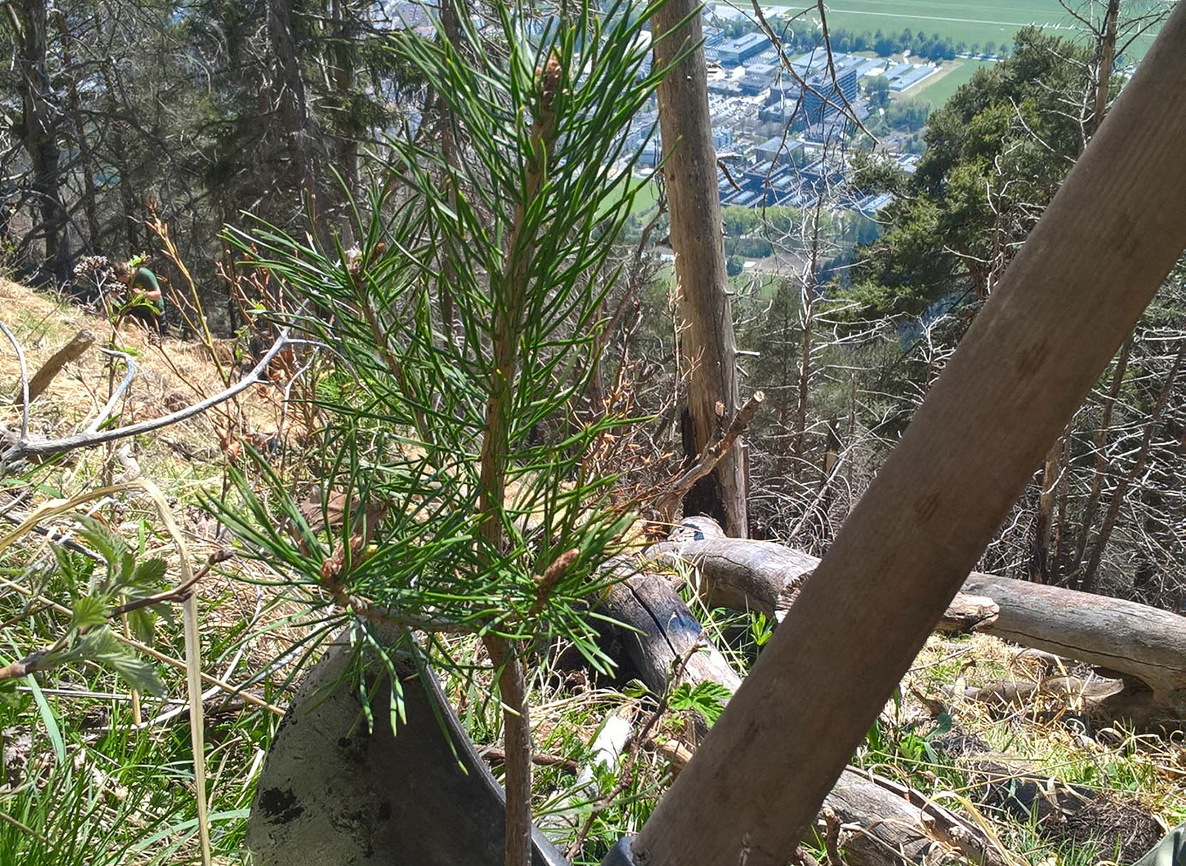 Mit viel Geduld, Pflege und Know-how rund um nachhaltige Waldbewirtschaftung werden aus kleinen Setzlingen robuste, klimafitte Bäume.