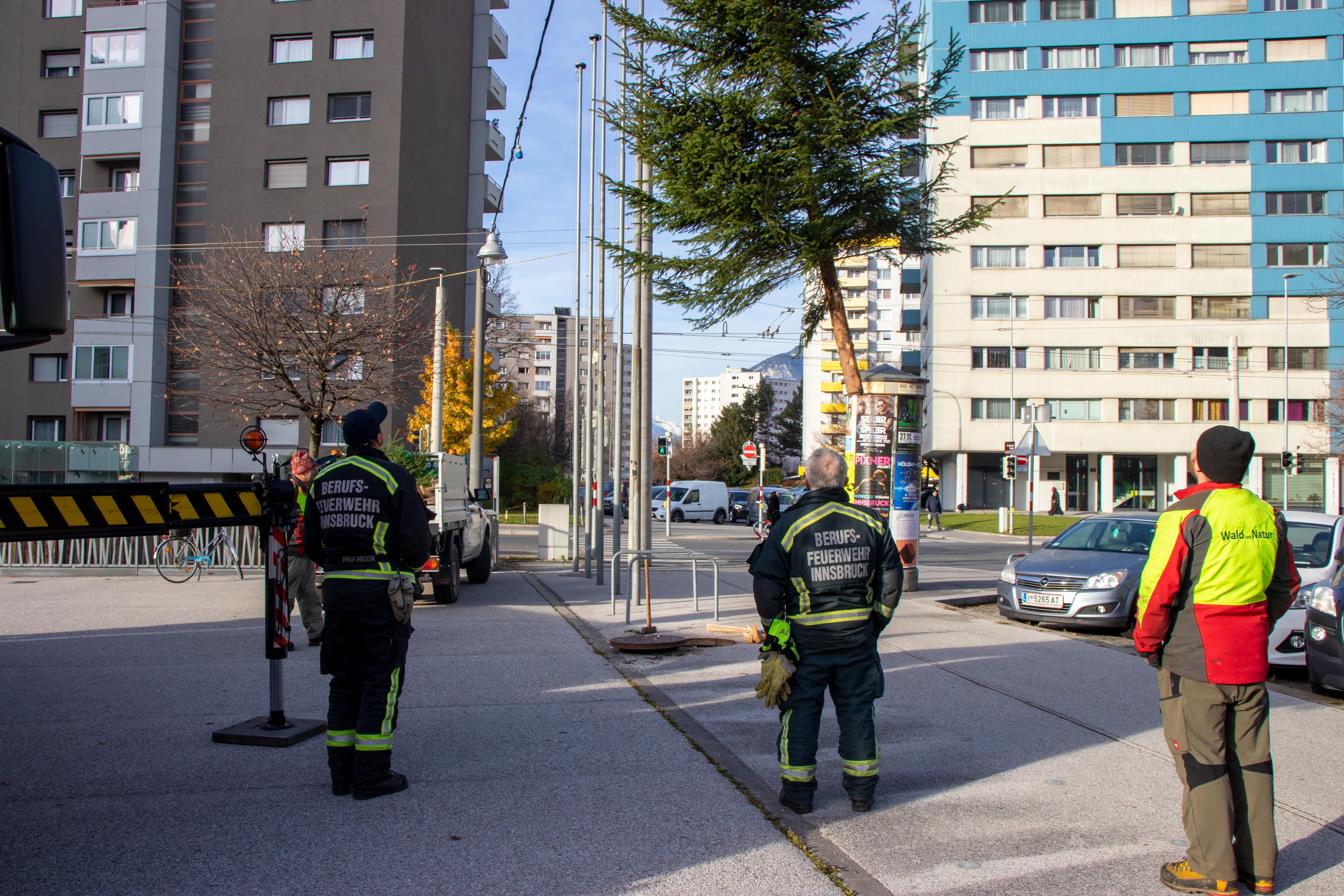 Die MitarbeiterInnen des Amtes für Wald und Natur sowie der Berufsfeuerwehr Innsbruck sorgen jährlich mit mehr als 200 Bäumen für zusätzliche Weihnachtsstimmung.