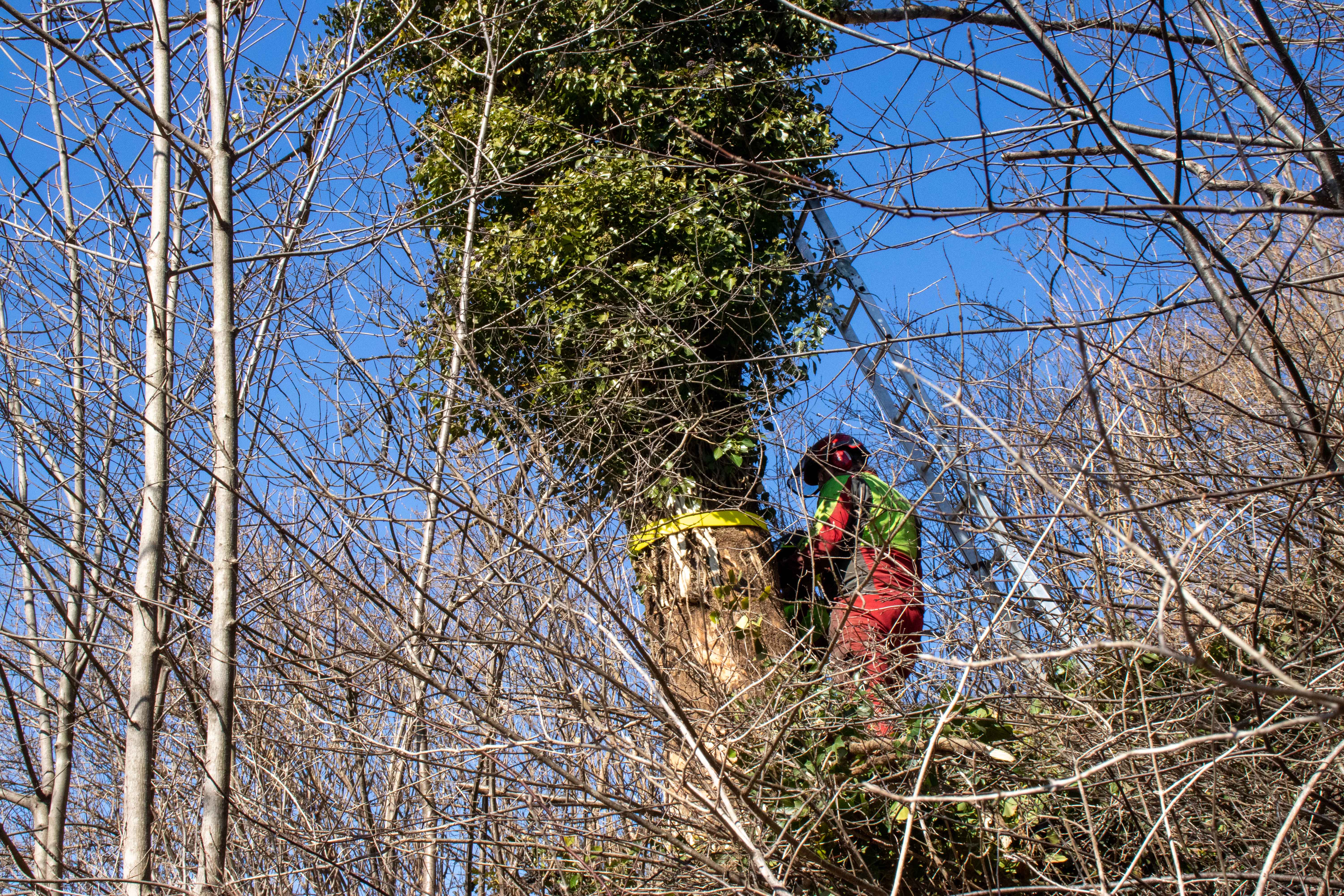 Erst kürzlich fiel eine starke Esche am Rechenhofweg um und verlegte die Straße. Deshalb wird aktuell ein Arbeitsschwerpunkt auf die Begutachtung und Entfernung solcher Gefahrenbäume gesetzt.