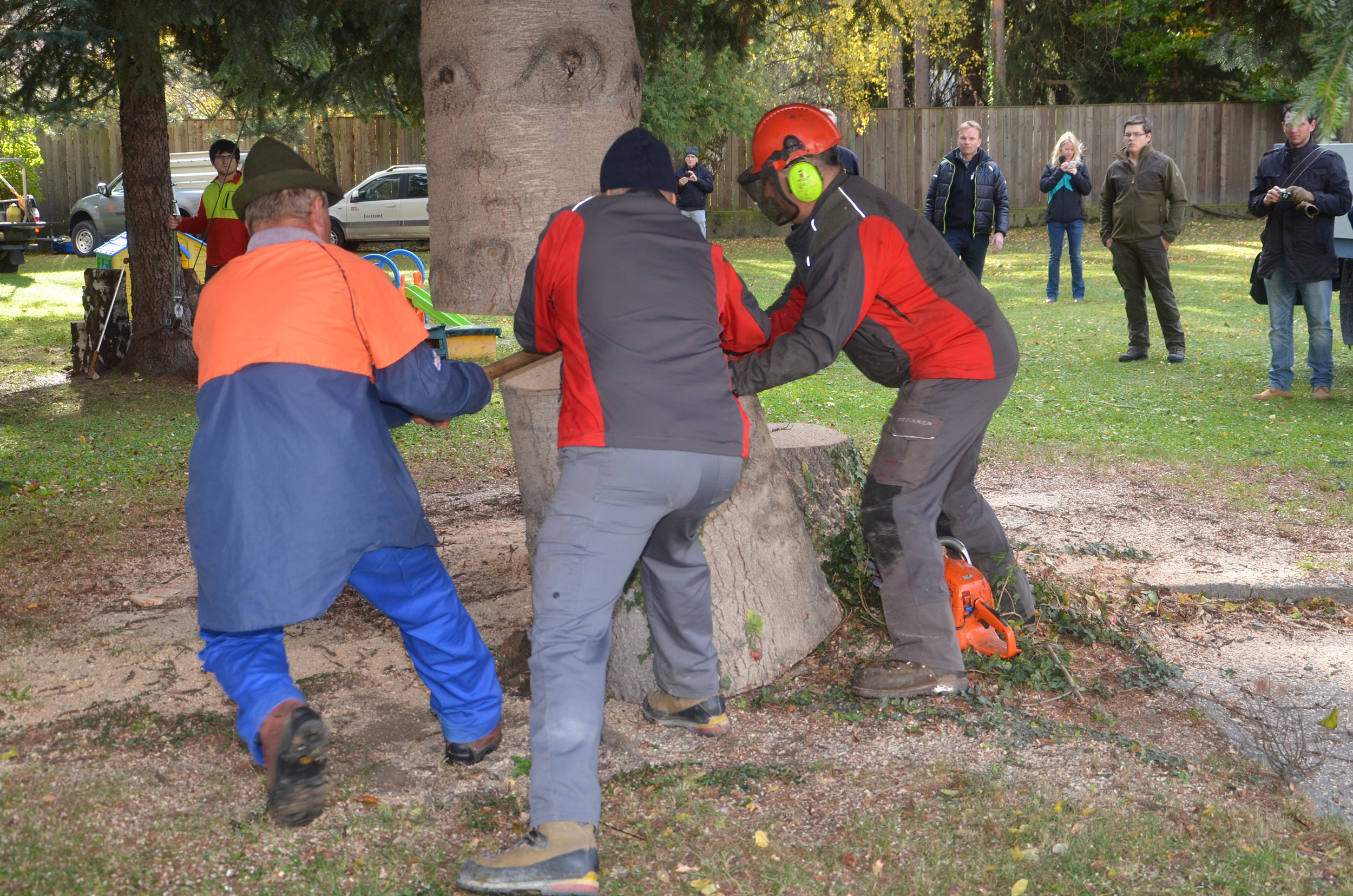 Mit vereinten Kräften wird der untere Teil der Tanne aus dem Weg geräumt.