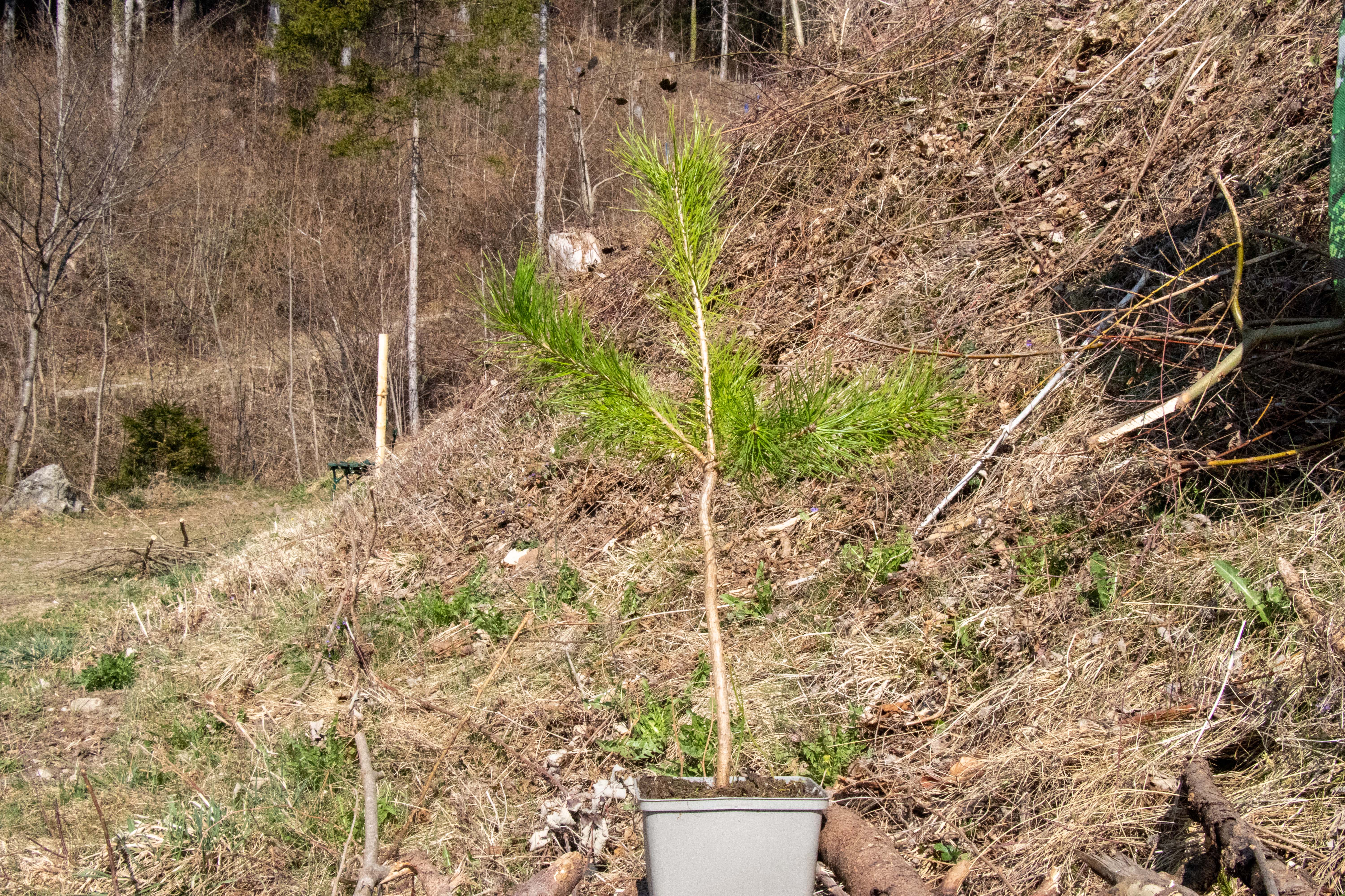 Tiefwurzelnde Laubbäume wie Kirsche, Ahorn oder Ulmen, aber auch Nadelbäume wie die Kiefer (Bild) sorgen in Zukunft für einen klimafitten Wald.