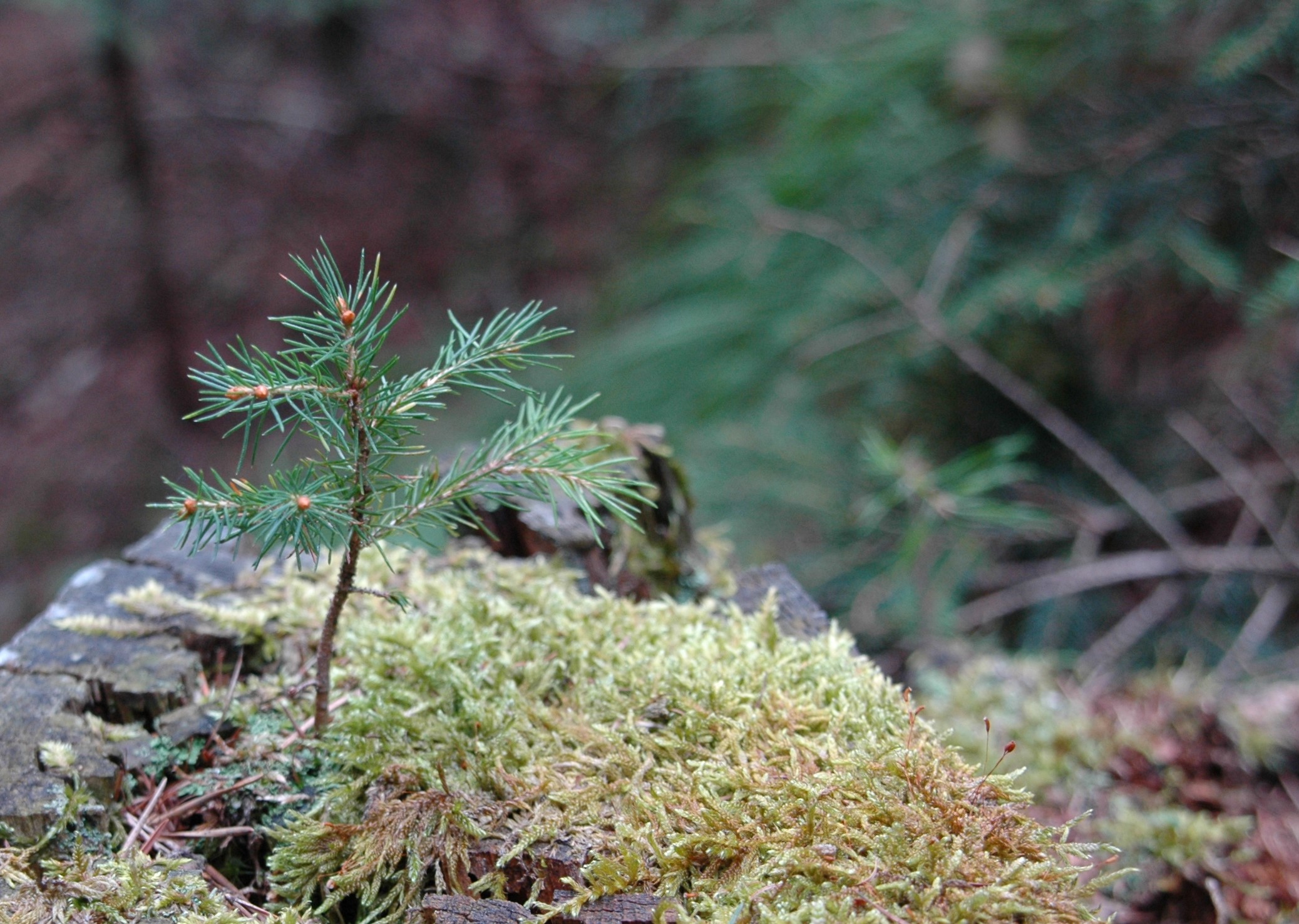 Bevor die neuen Jungpflanzen gesetzt werden können, muss der Altbestand gefällt werden.