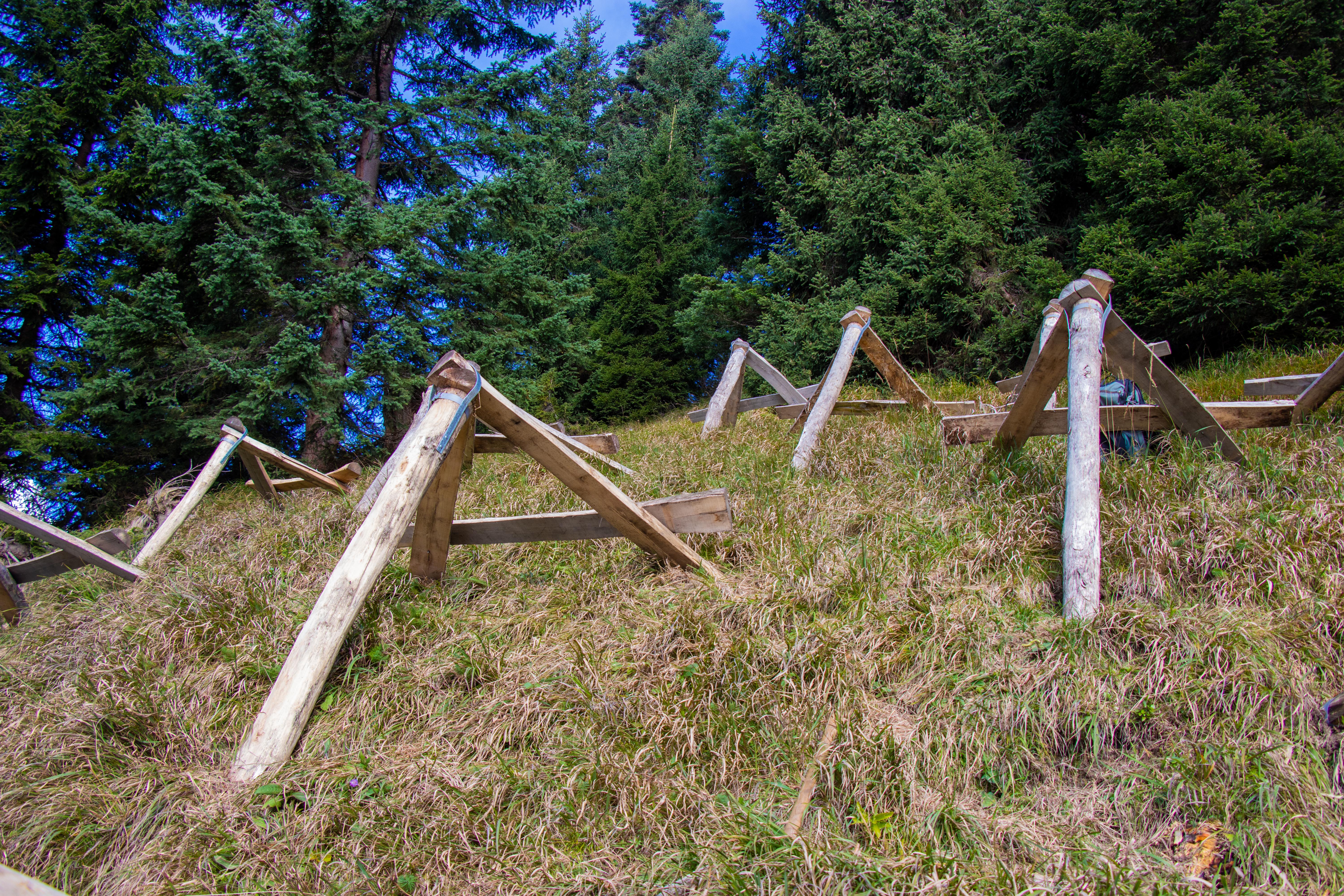 Die Dreibeinböcke sollen die frisch gepflanzten Jungbäume vor den großen Schneemengen in diesen Höhen auf Jahre schützen.