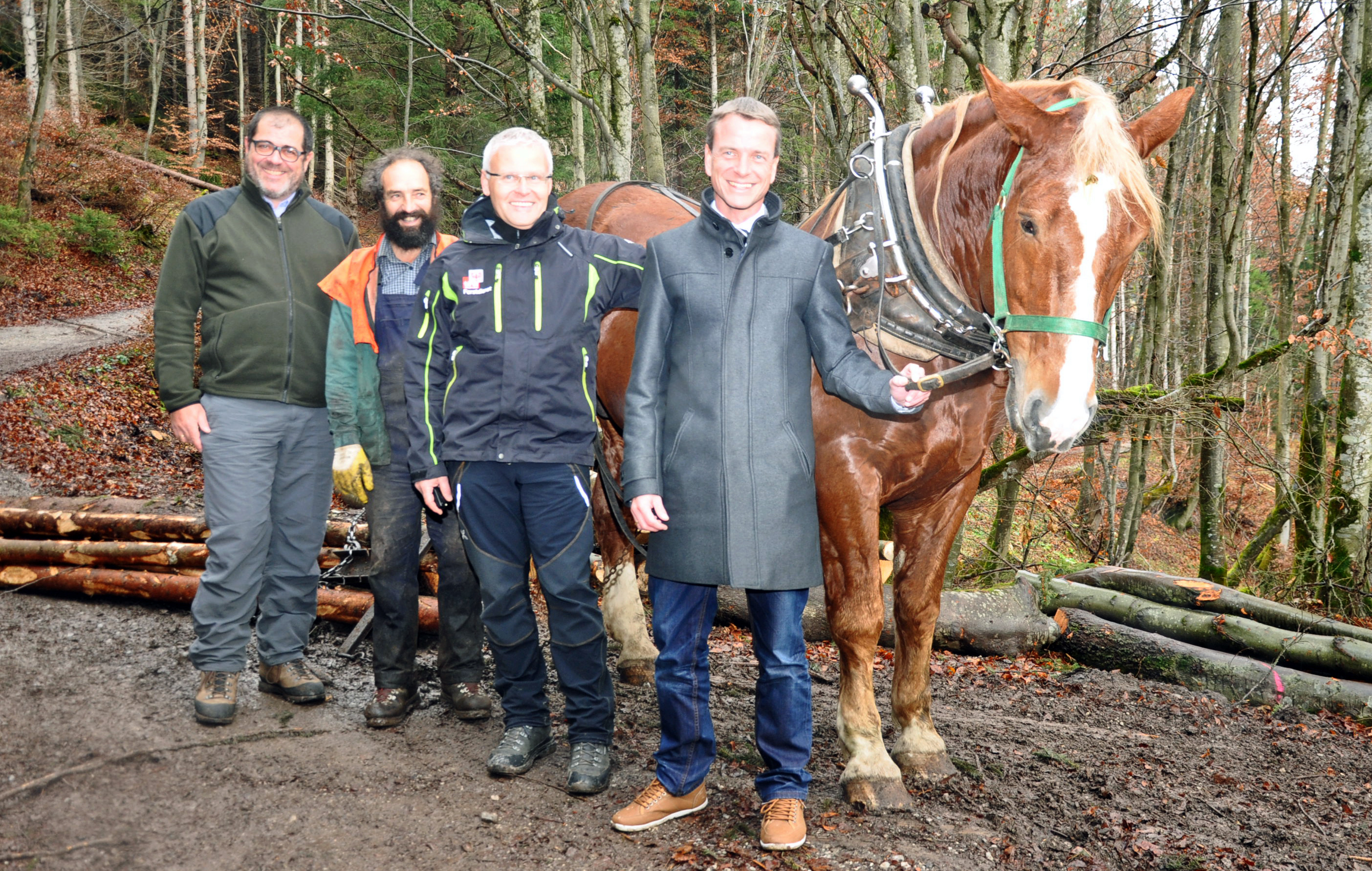 Noriker „Garant“ sorgt gemeinsam mit „Holz-Rücker“ Hubert Kirchmair (2. v. l.) für eine schonende Holzbringung. Amtsvorstand DI Andreas Wildauer, der zuständige Waldaufseher Wolfgang Huber und Vizebürgermeister Christoph Kaufmann (v. l.) schauten dem eingespielten Duo dabei über die Schulter.