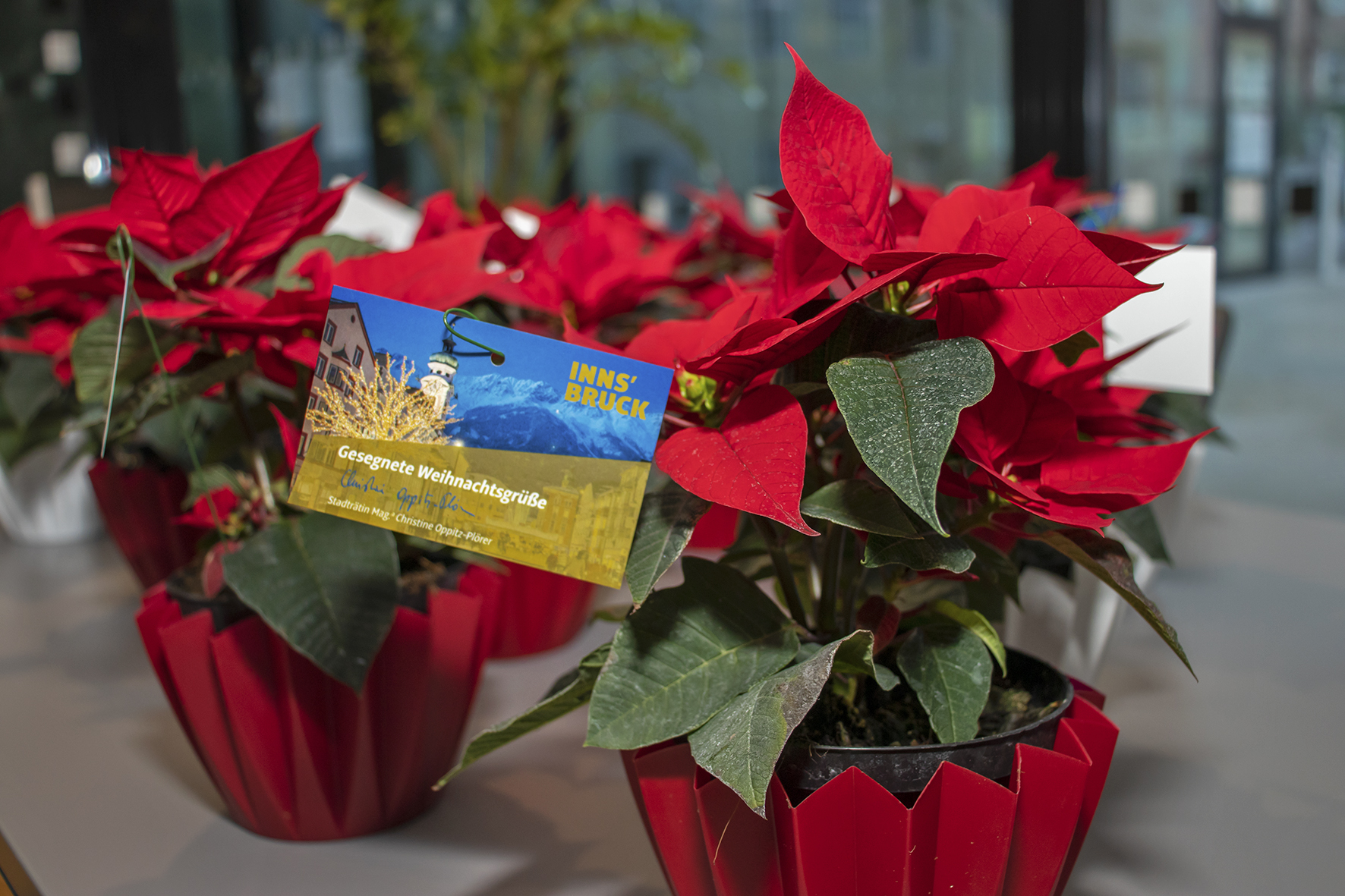 Über 224 Weihnachtssterne sollen Innsbrucks SeniorInnen eine kleine Freude bereiten