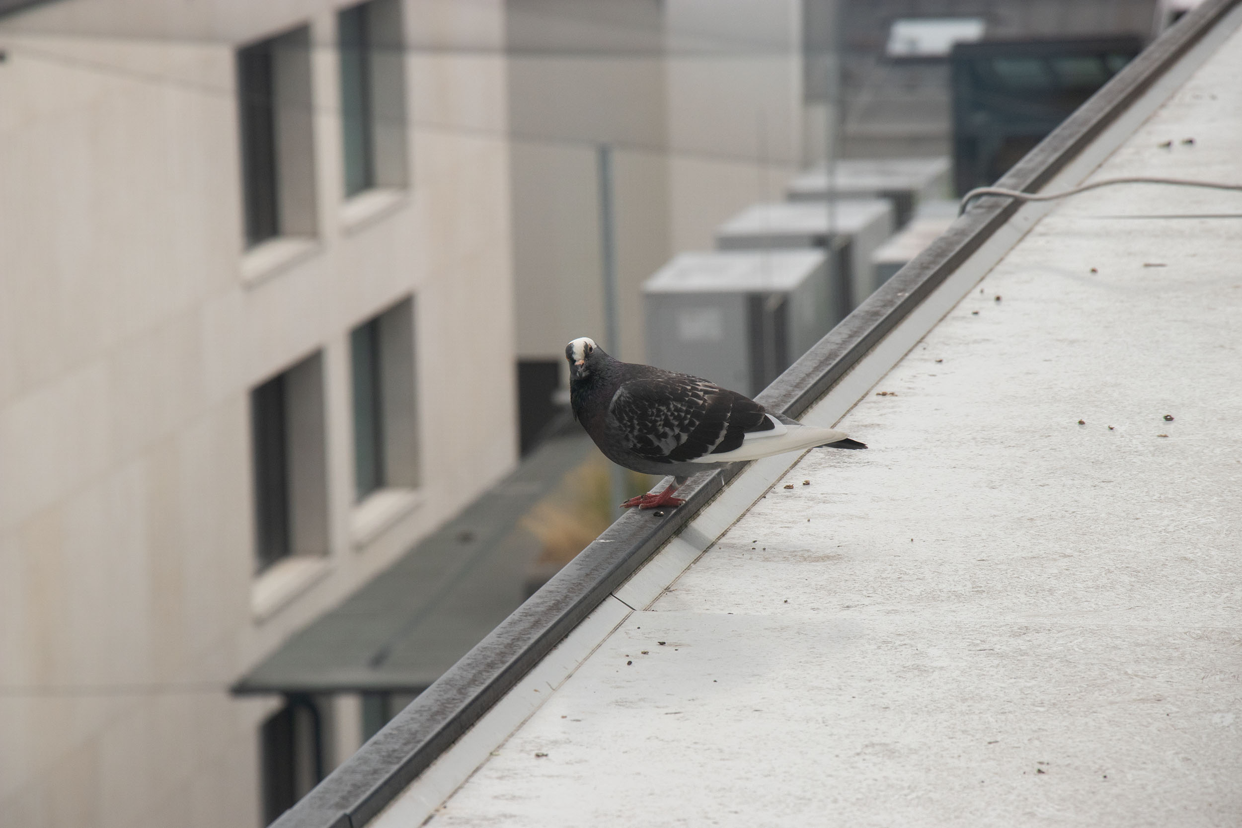 Seit November werden Tauben gezählt: In acht Wochen wurden konstant zwischen 1.000 bis 1.100 Tauben im Stadtgebiet erhoben.