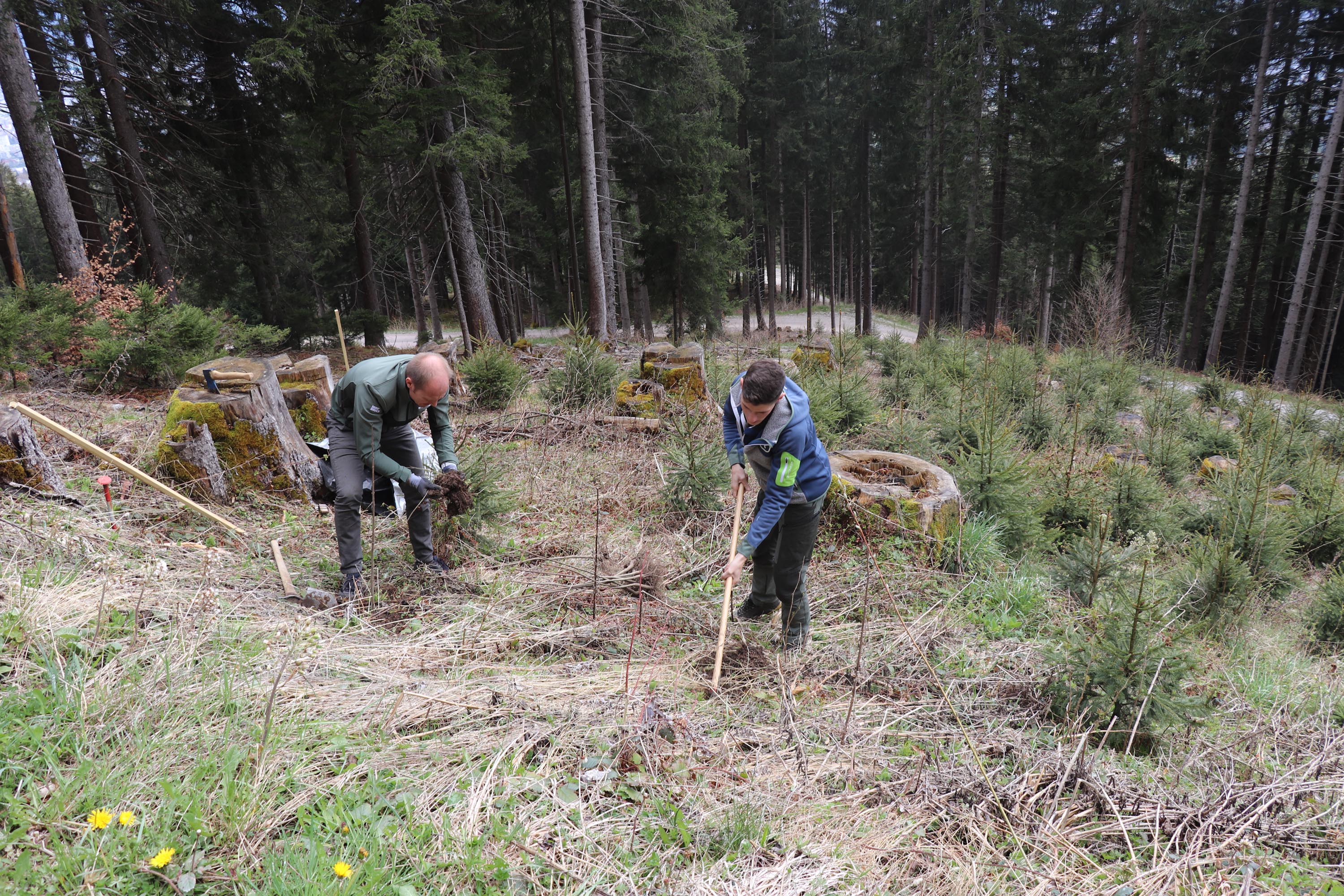 Bei der Umbrüggler Alm wurden junge Ahorne gepflanzt: Vizebürgermeister Johannes Anzengruber (l.) unterstützte Florian Jäger vom Referat Wald und Almen (r.) bei der Aufforstungsaktion.