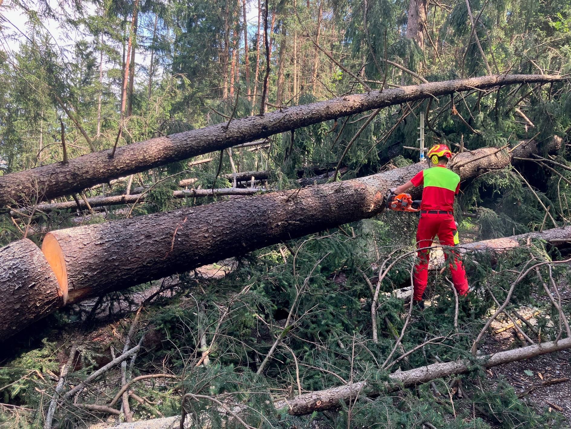 Das Holz wird noch am Schadort aufgearbeitet und dann auf einen Lagerplatz in der Richard-Berger-Straße gebracht.