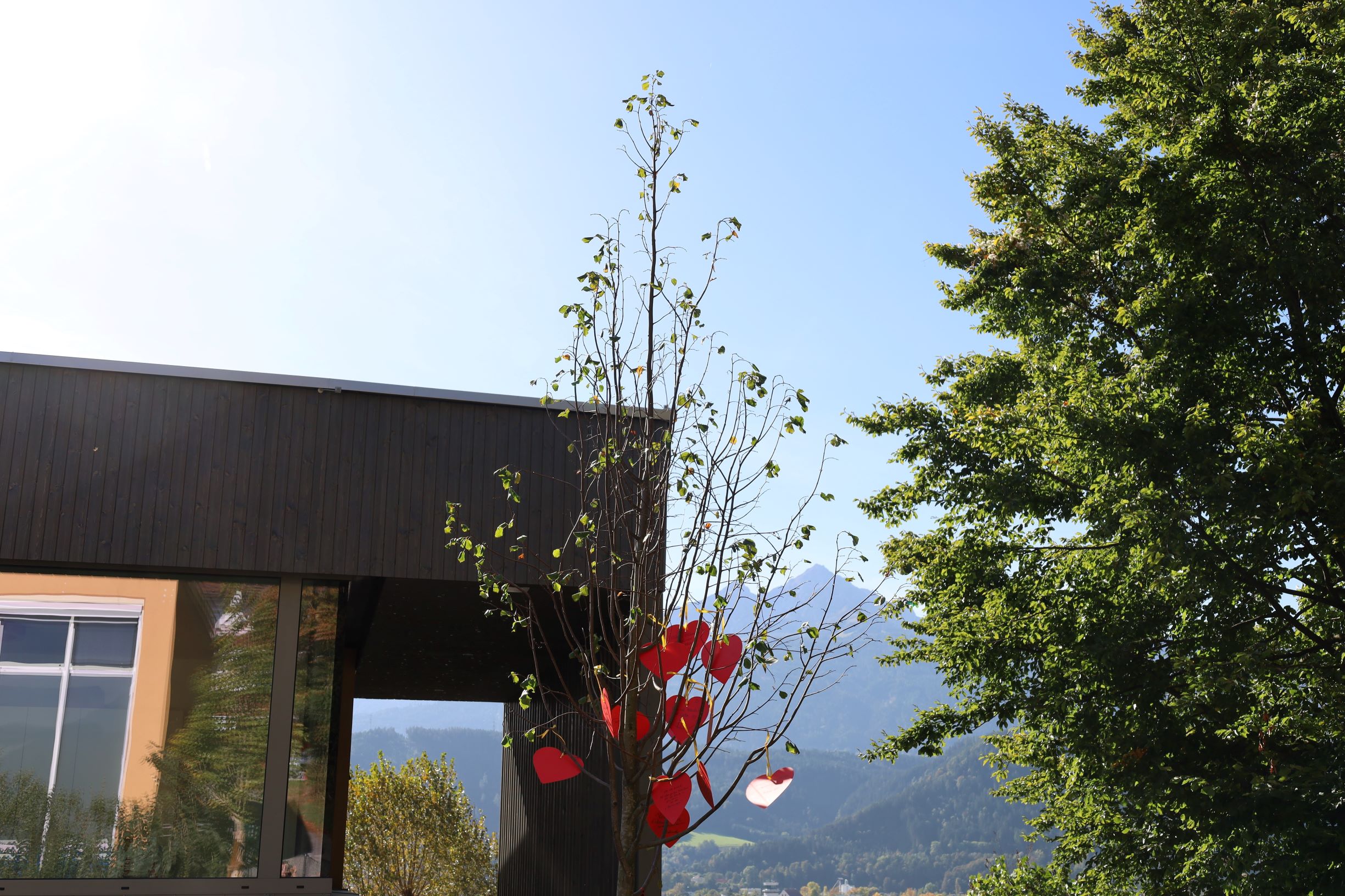 Anlässlich des Namenstages aller Herlinden am 12. Oktober wurde heuer zum 24. Mal in Innsbruck eine Linde gepflanzt. Diesmal konnten sich die Kinder der Volksschule Allerheiligen über den Baum (eine Winterlinde) freuen, der vom städtischen Amt für Grünanlagen gesetzt wurde. Die Kinder der vierten Klassen bedankten sich gebührend mit einem musikalischen Ständchen im Schulhof - auch im Beisein von Vizebürgermeister Johannes Anzengruber, Direktor Martin Müller und Stefan Engele (Amt für Grünanlagen).