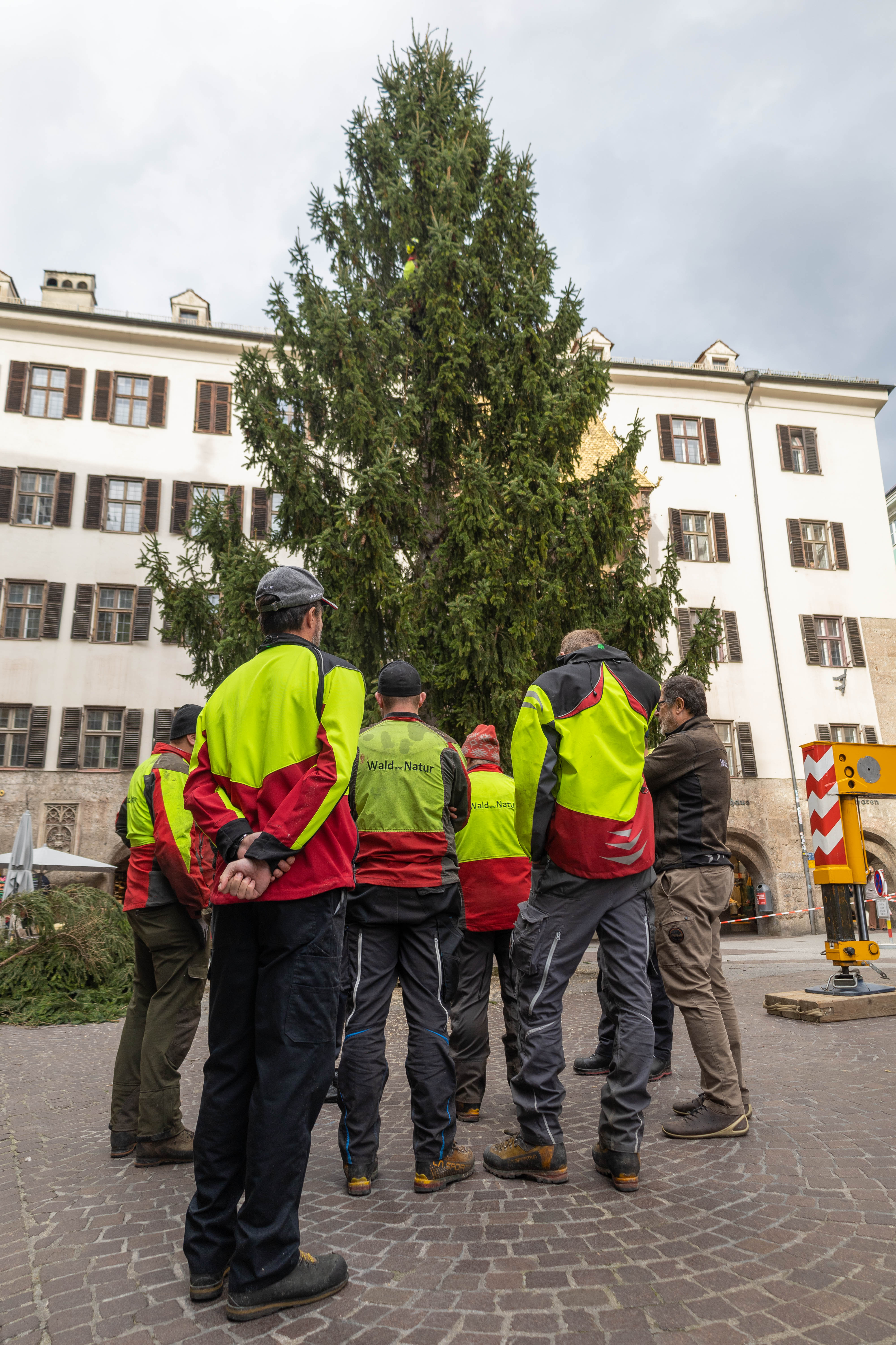 Die Mitarbeiter des städtischen Amtes für Wald und Natur sind jedes Jahr für das Aufstellen des traditionellen Christbaums zuständig.