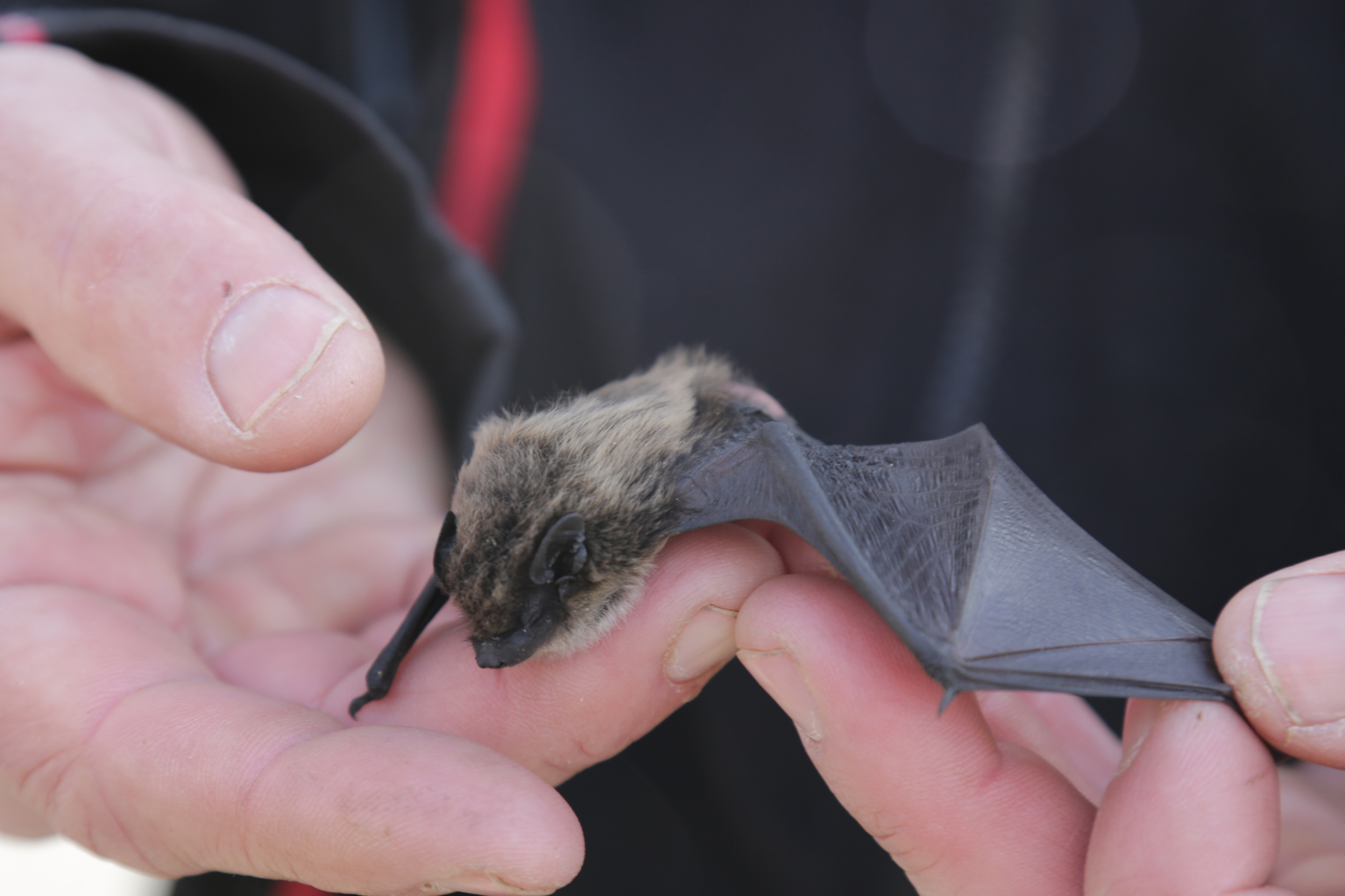 Eine Verteterin der alten und seltenen Gattung der Alpenfledermaus in den Händen des Projektleiters Anton Vorauer von „Natur findet Stadt“.
