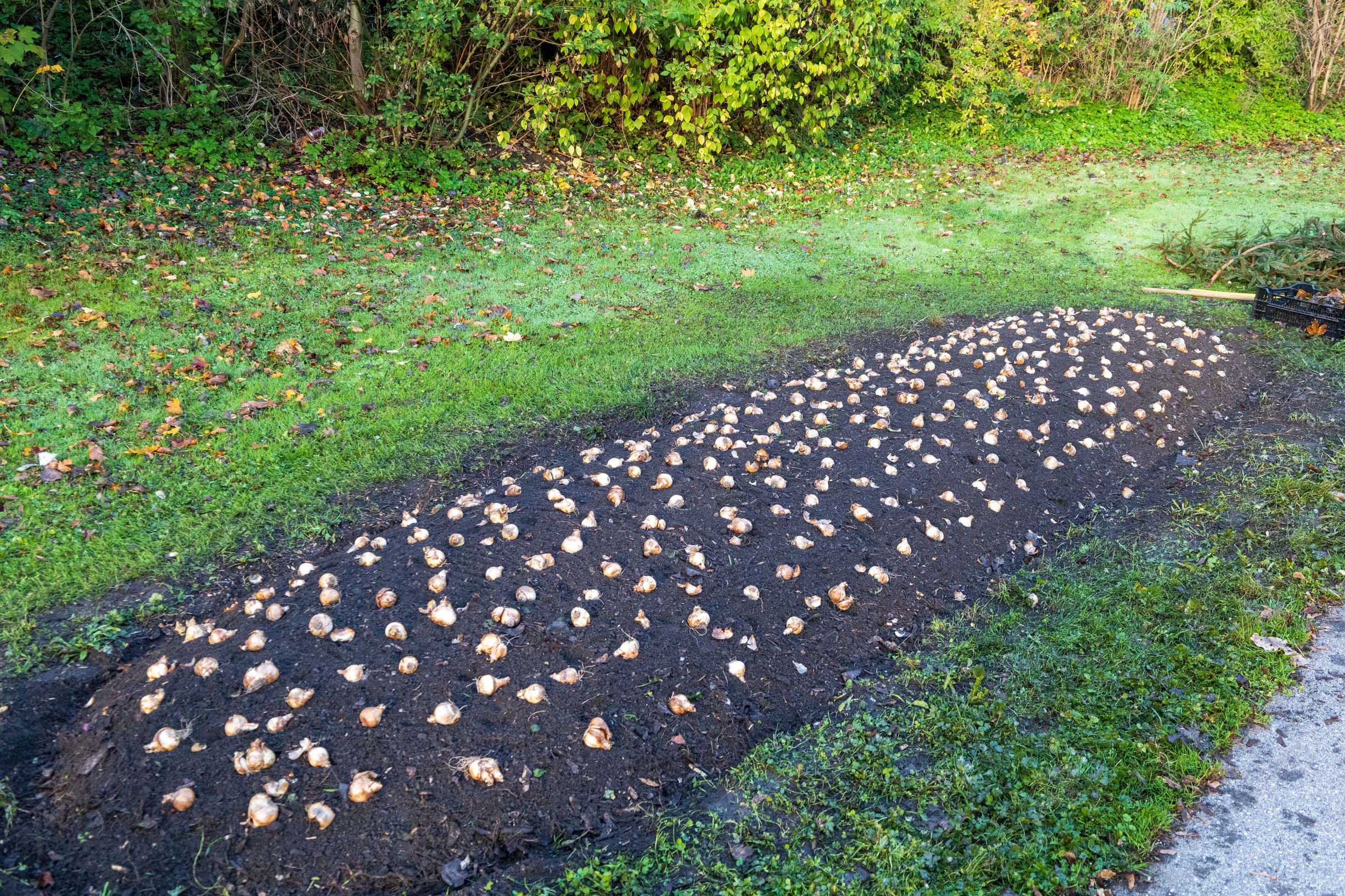 Rund 80.000 Blumenzwiebeln pflanzt das Team der Grünanlagen in diesem Herbst - hier ein Beet mit weißen Narzissen ("White Lion") im Reichenauerpark. Anschließend werden die Beete mit schützenden Ästen bedeckt.
