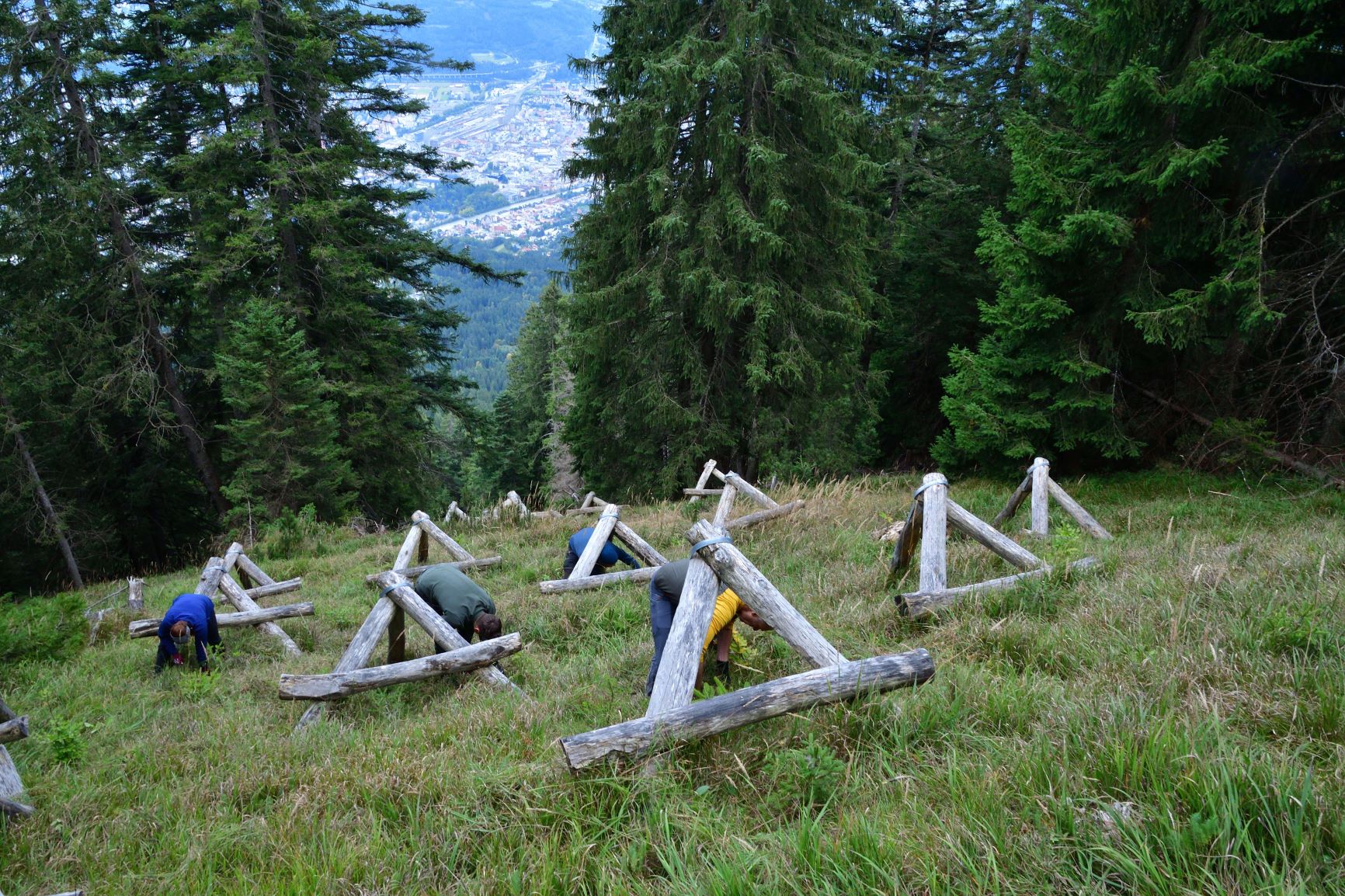 Bereits zum 14. Mal setzten sich TeilnehmerInnen aus Österreich, Deutschland, den Niederlanden und der Schweiz eine Woche lang für den Innsbrucker Bergwald ein. Im Bild die Dreibeinböcke, die den Jungwald vor Schneemassen schützen.