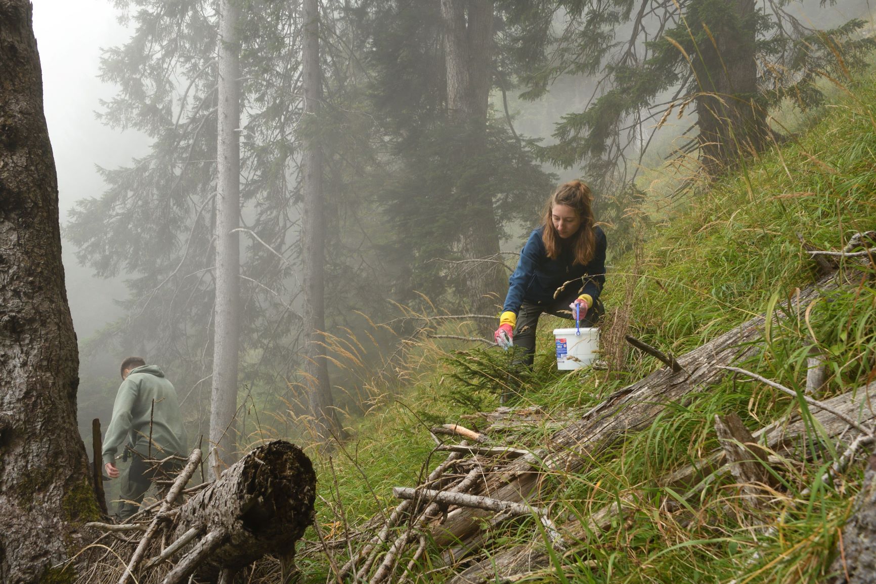 Der Wald wird - bei Wind und Wetter - nach und nach klimafit aufgeforstet und durch junge, tiefwurzelnde Laub- und Nadelbäume ersetzt.