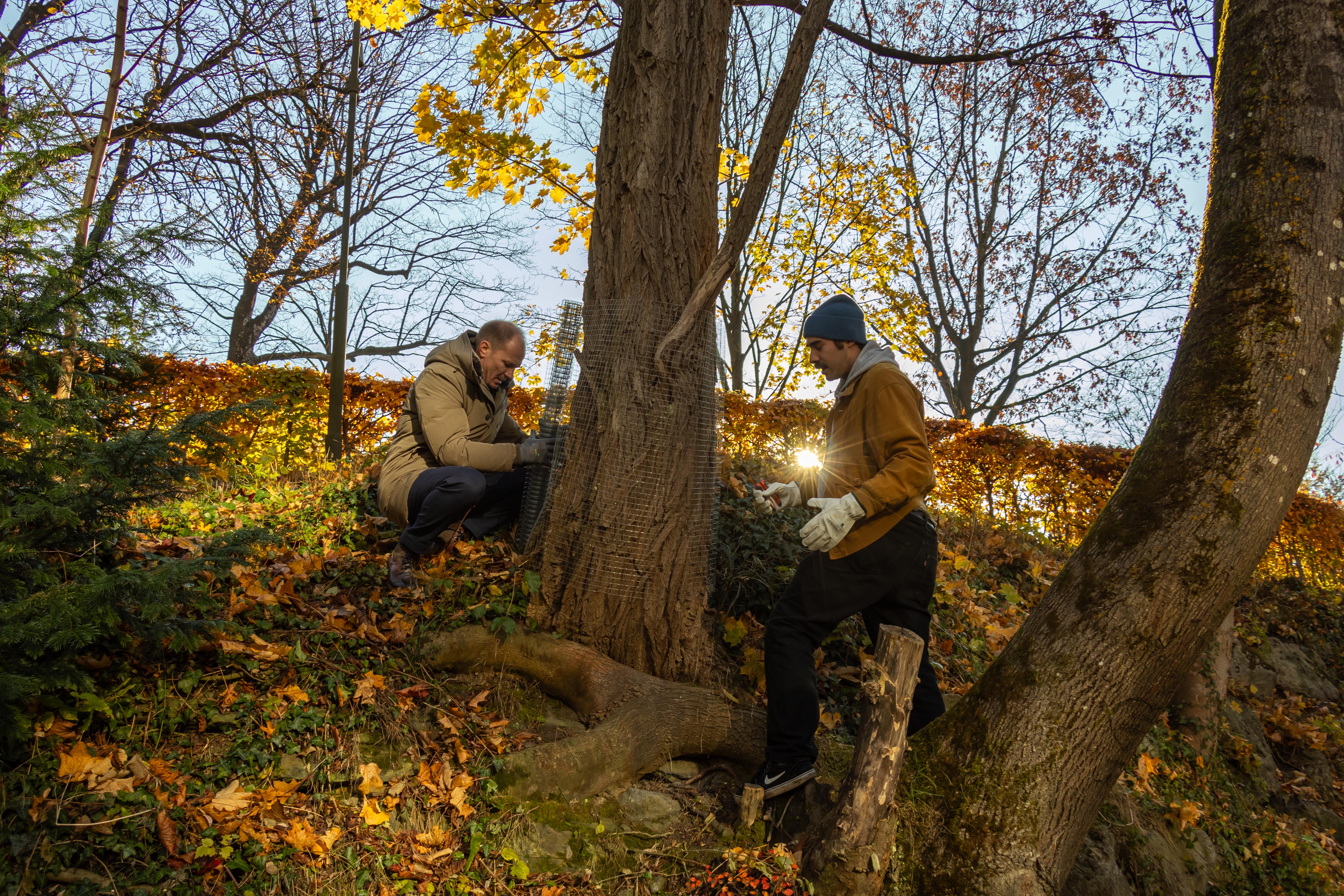 Auch Bürgermeister Anzengruber hilft tatkräftig mit und befestigt die Schutzzäune am Sillufer.