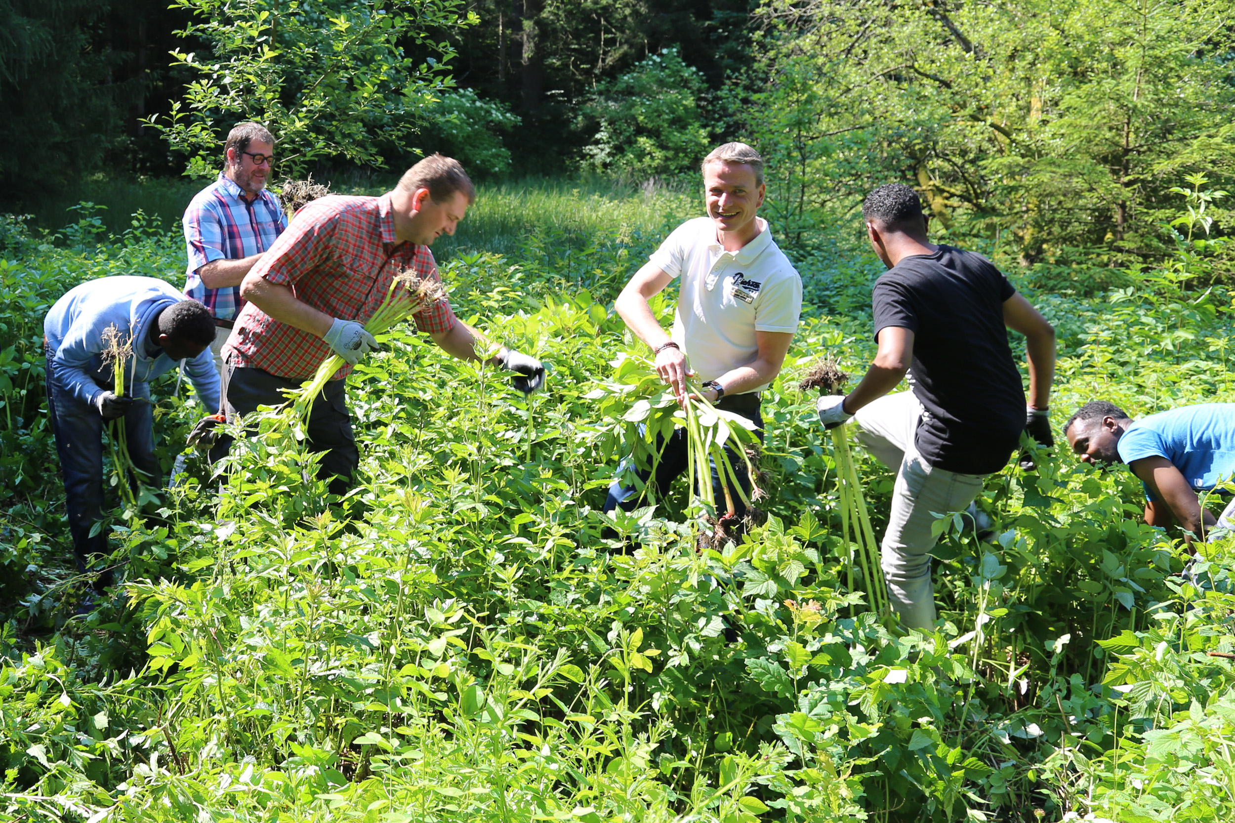 Vizebürgermeister Christoph Kaufmann (3.v.r.) mit Waldaufseher Stefan Peer und den Asylwerbern bei der aktiven Bekämpfung des Springkrauts in den Wäldern von Amras.