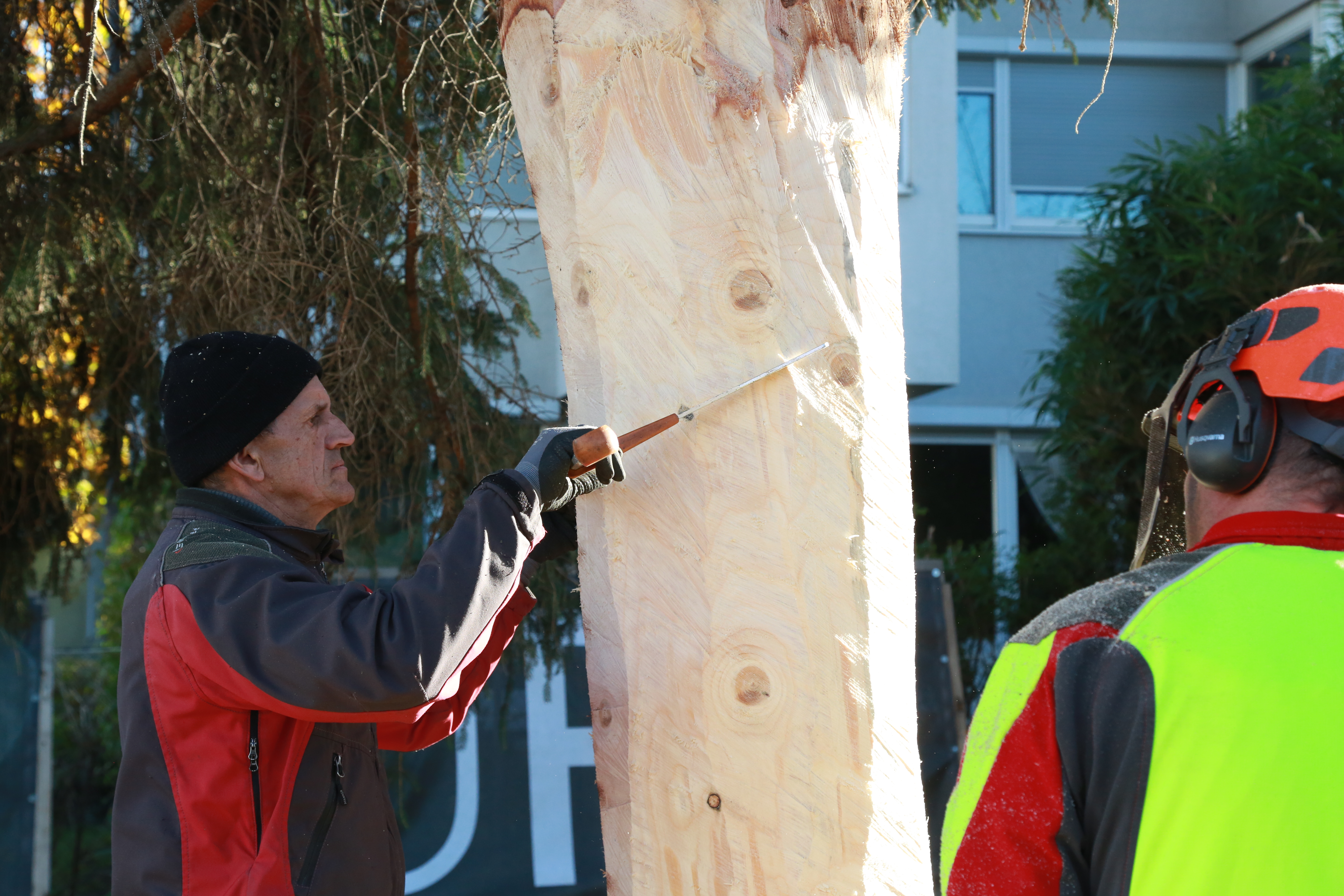Immer wieder wird überprüft, ob der Stamm die richtige Dicke hat.