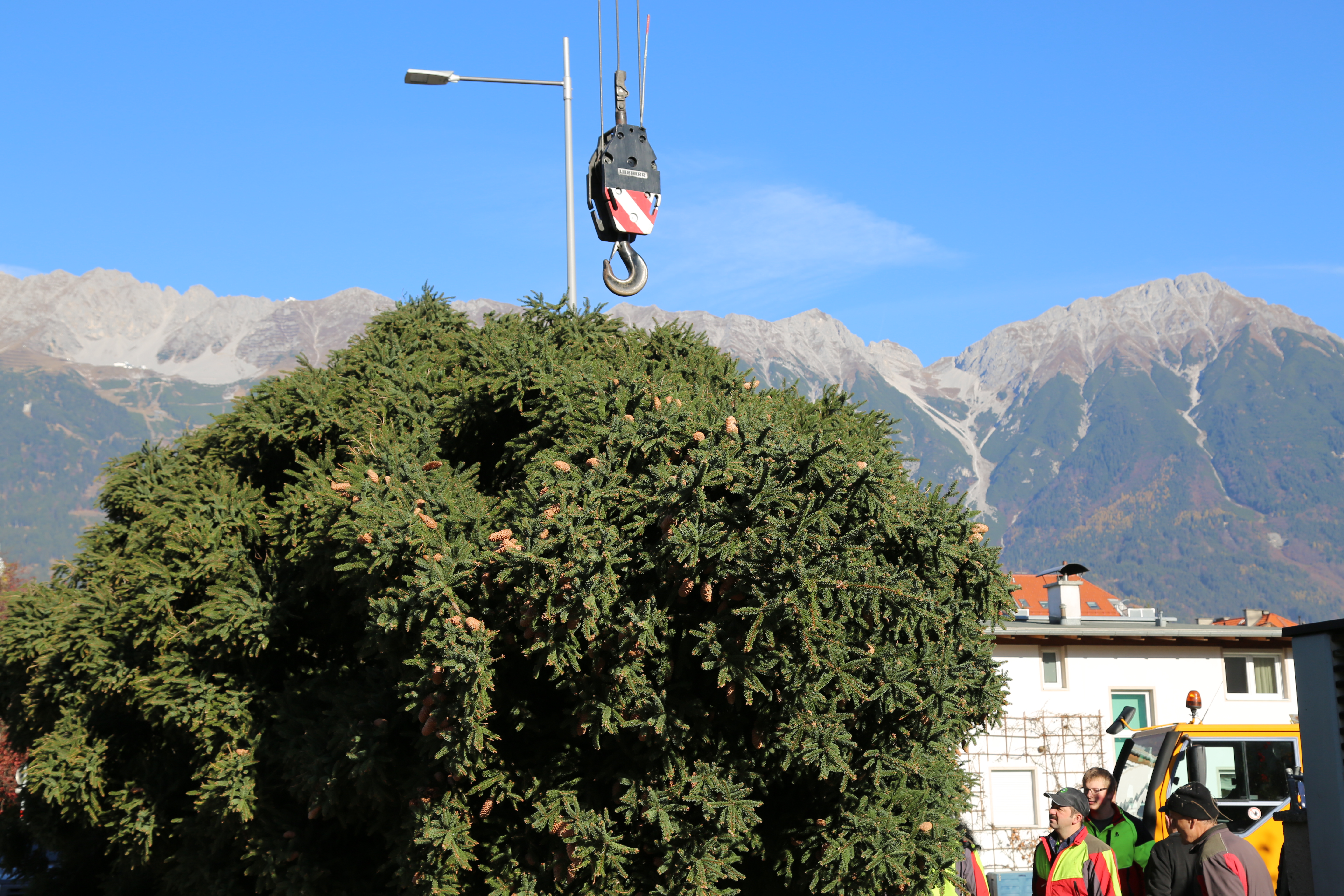 Und schon kann die Fichte vom Hacken gelassen werden und das Abbinden der Zweige kann beginnen.