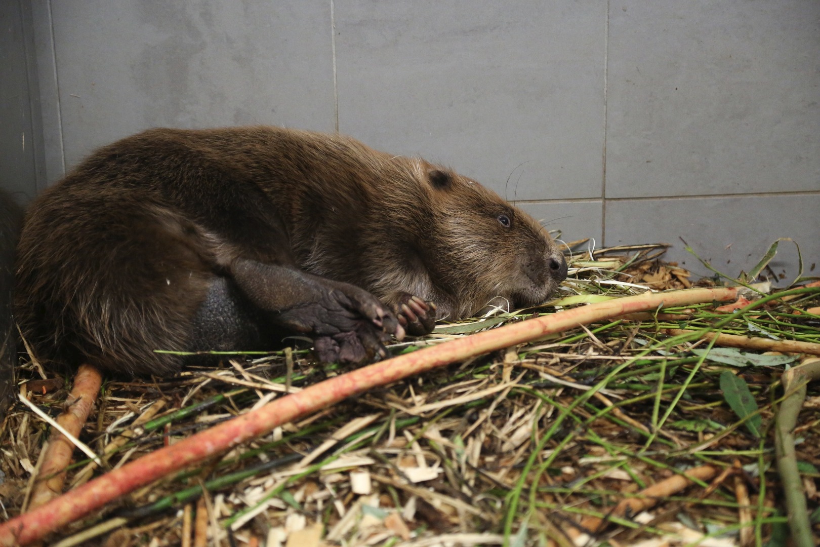 Biber sind im Allgemeinen friedliche und ruhige Tiere und auch der Fürstenweg-Biber fühlt sich im Pflegegehege im Alpenzoo wohl.