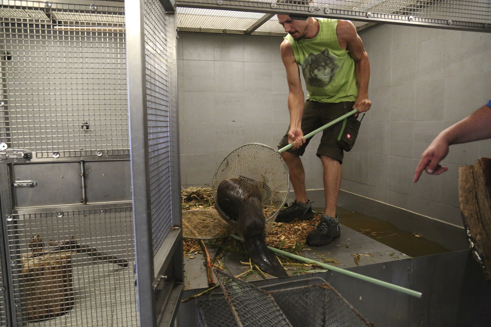 Einfangen und verladen des Bibers im Alpenzoo.