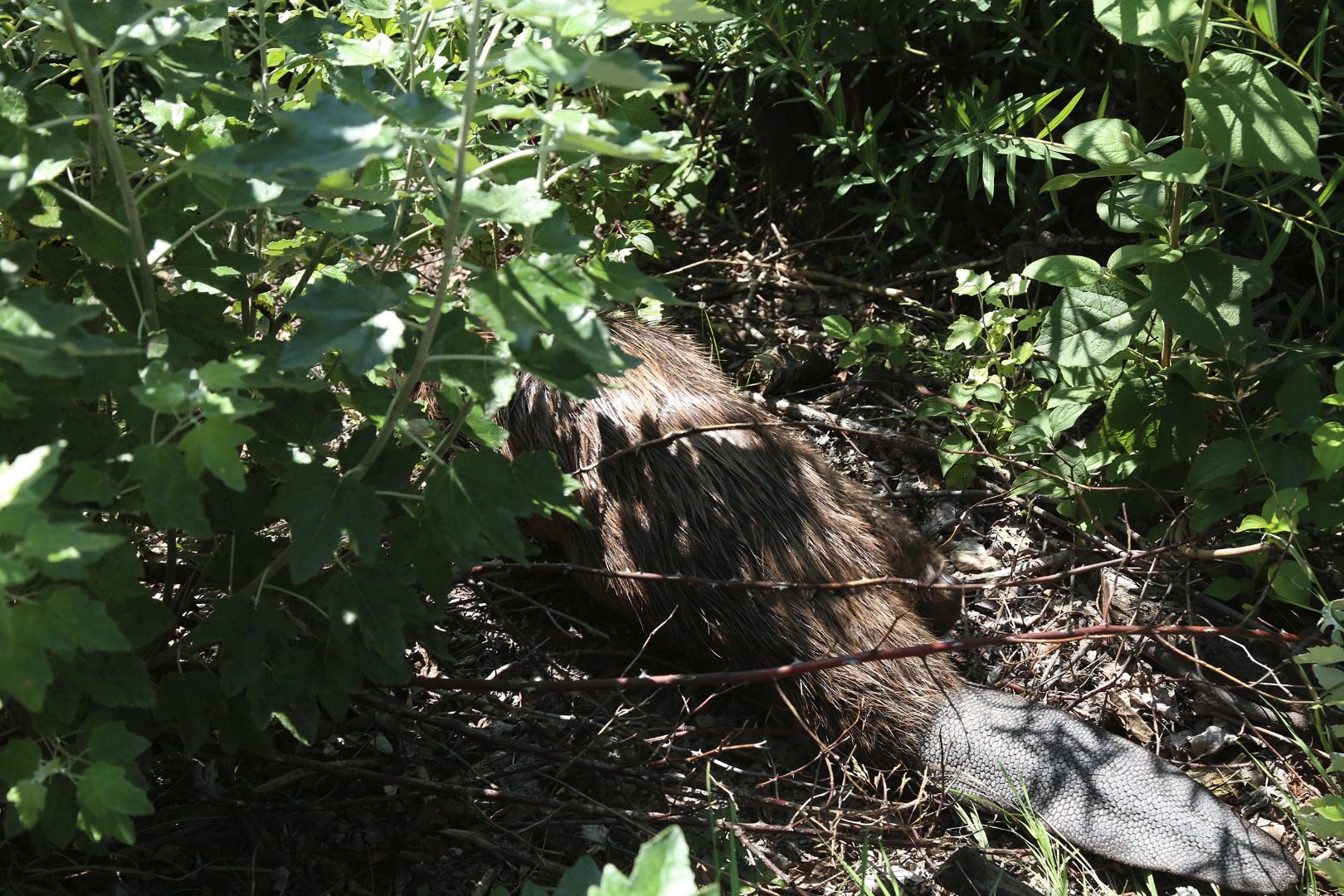 Und schon ist der große Nager am Weg Richtung Inn.