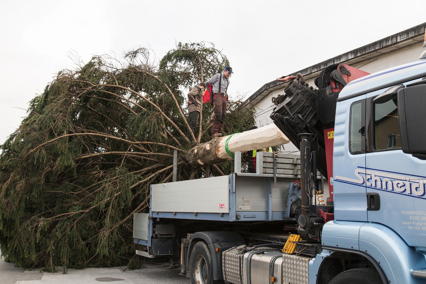Das Geäst hat einen Durchmesser von über neun Meter und muss für den Transport auf mindestens fünf Meter zusammengebunden werden. Eine anstregende Arbeit, die besonders viel Fingerspitzengefühl bedarf, denn die Äste dürfen nicht brechen.