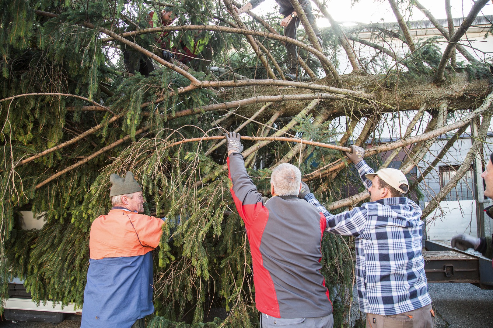 Das Geäst hat einen Durchmesser von über neun Meter und muss für den Transport auf mindestens fünf Meter zusammengebunden werden. Eine anstregende Arbeit, die besonders viel Fingerspitzengefühl bedarf, denn die Äste dürfen nicht brechen.
