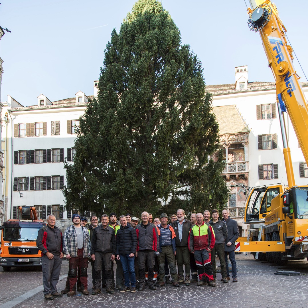 Dank der guten Zusammenarbeit des städtischen Forstamtes, der Fa. Prangl, Transporte Schneider und der IKB steht auch heuer wieder ein schöner Christbaum vor dem Goldenen Dachl, der bis 24. Dezember das Aushängeschild des Altstadt-Christkindlmarktes ist.